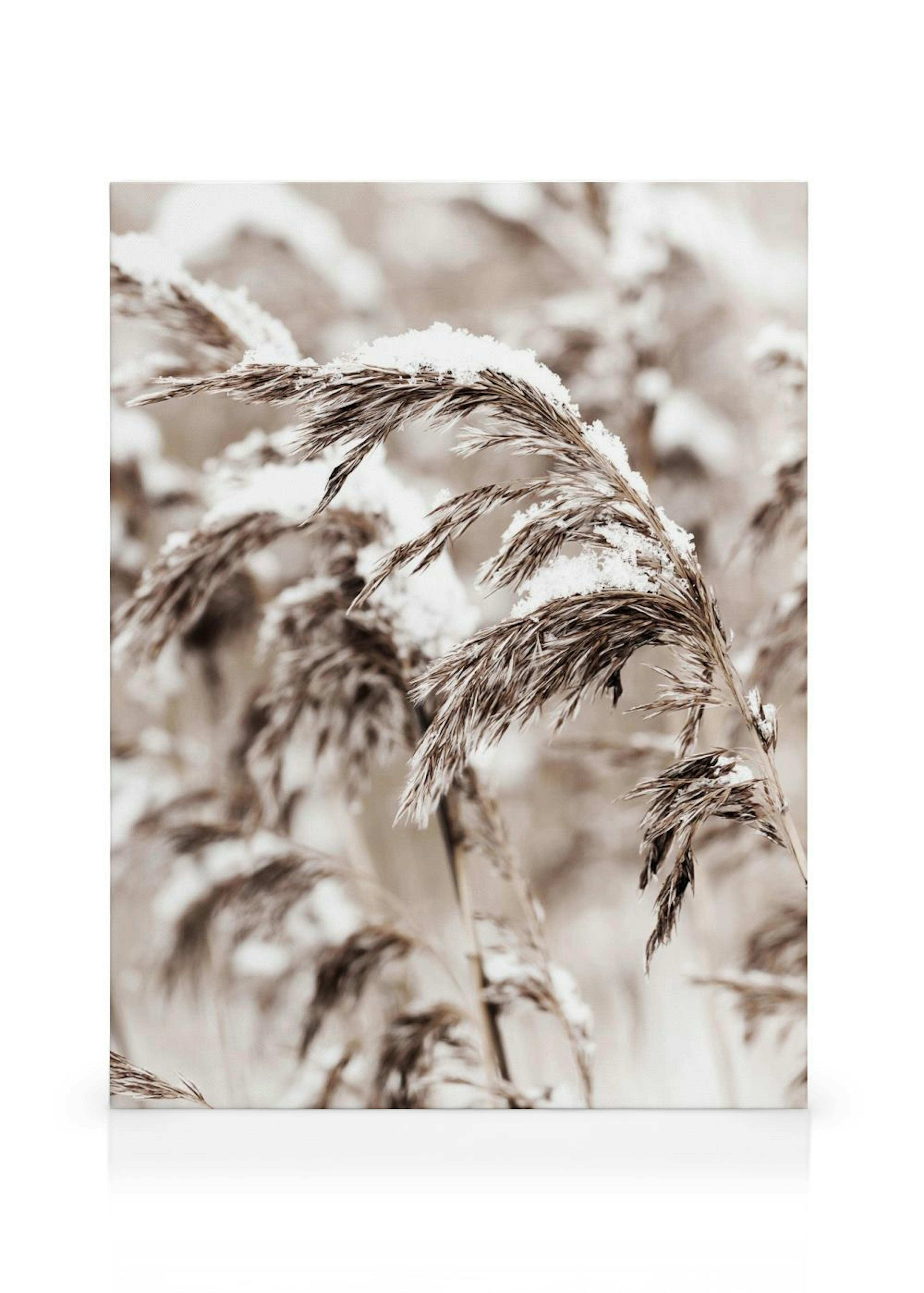 Snowy Reed Obraz na płótnie thumbnail
