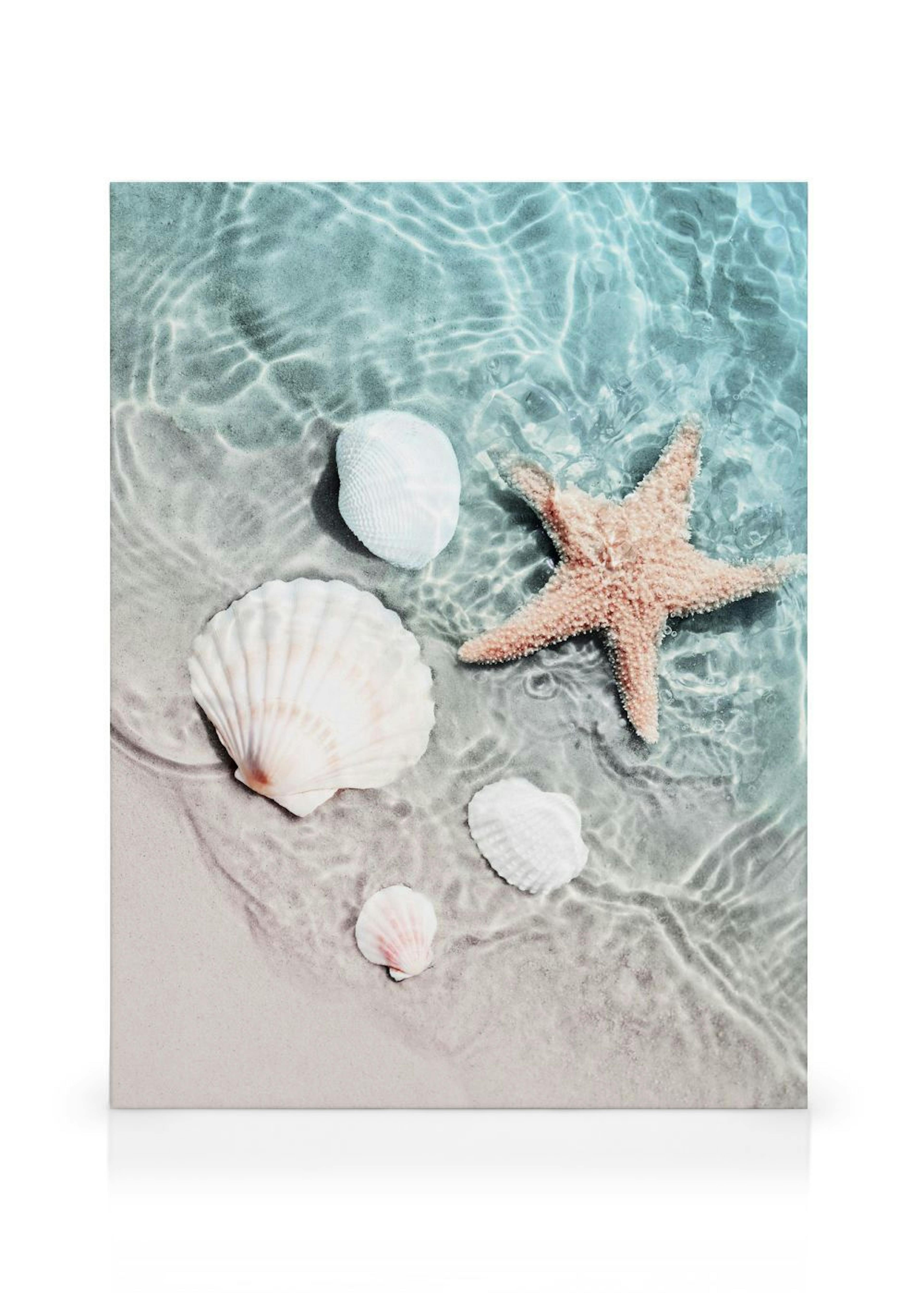 ÉToile de Mer et Coquillage Toile thumbnail
