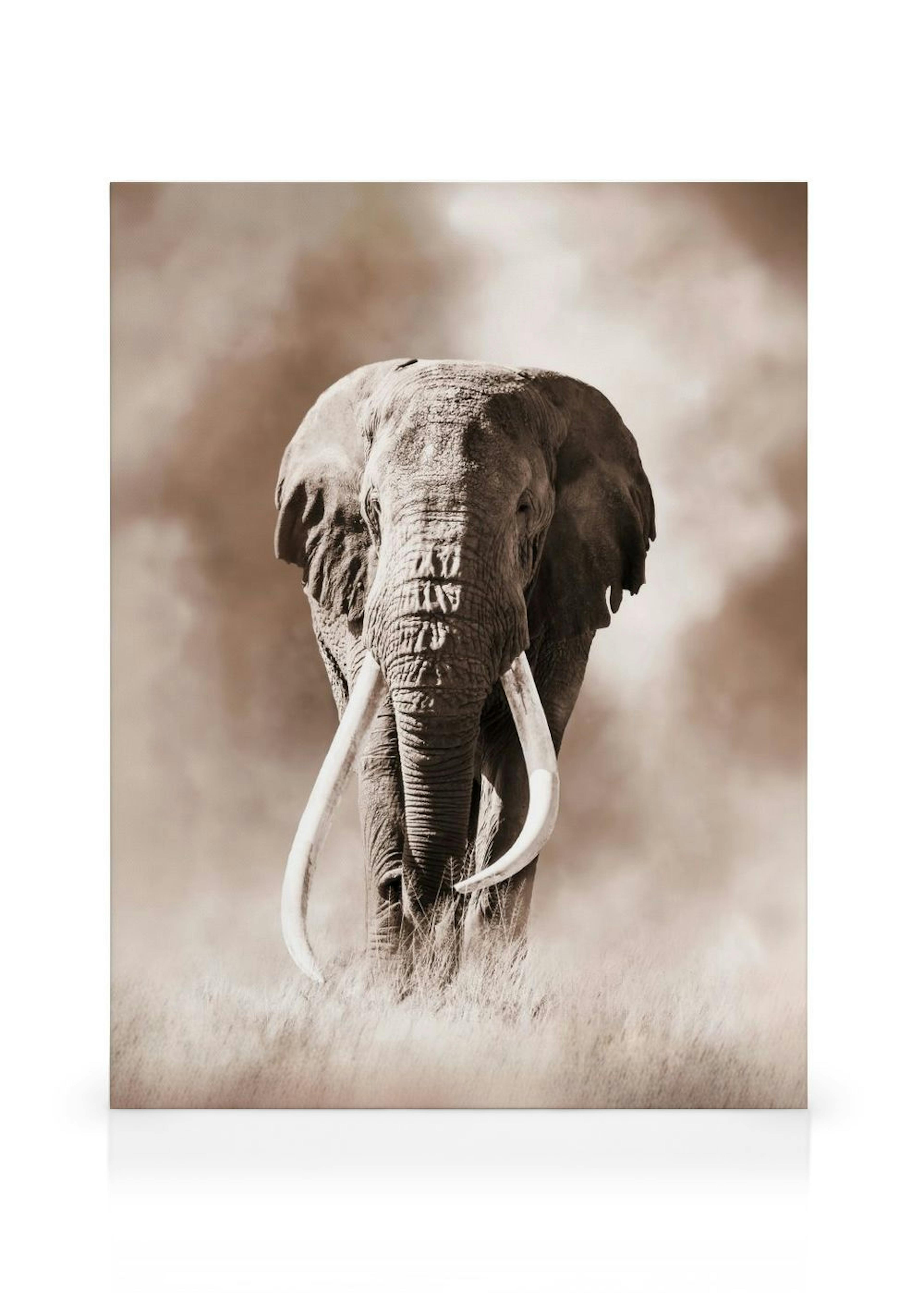 Wild Elephant Canvas print thumbnail