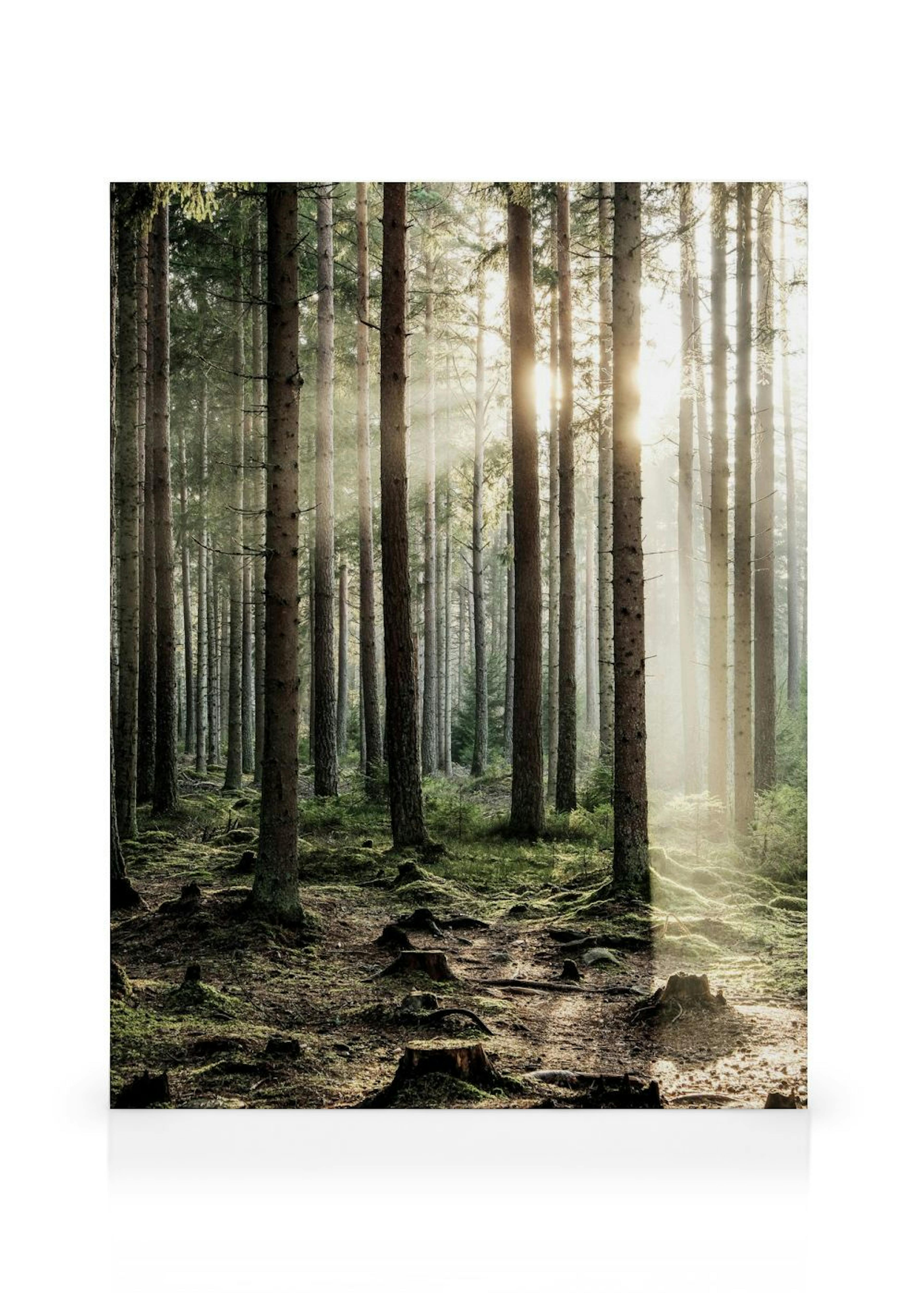 Foresta al sole Stampa su tela thumbnail