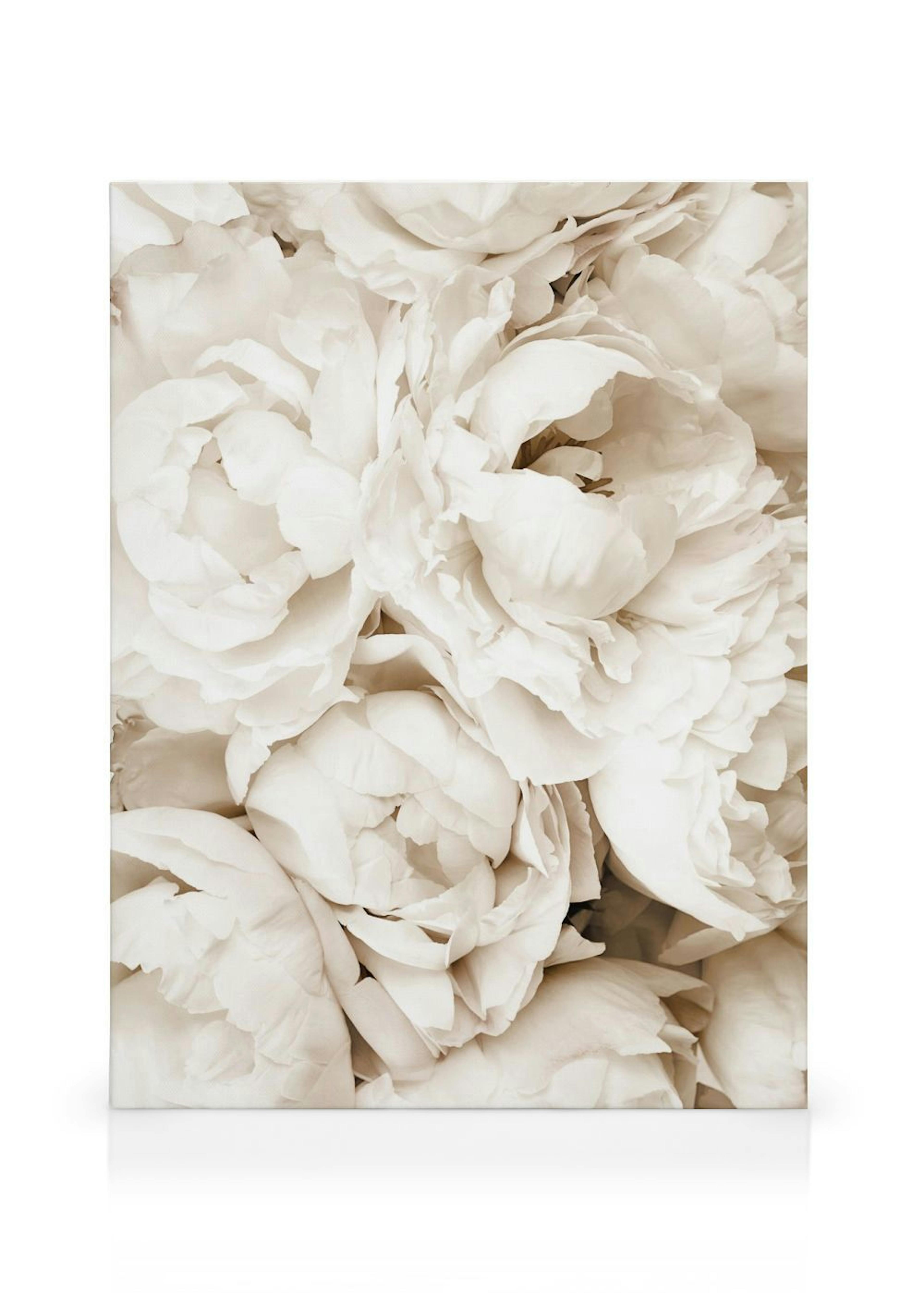 Witte Pioenen Canvas thumbnail