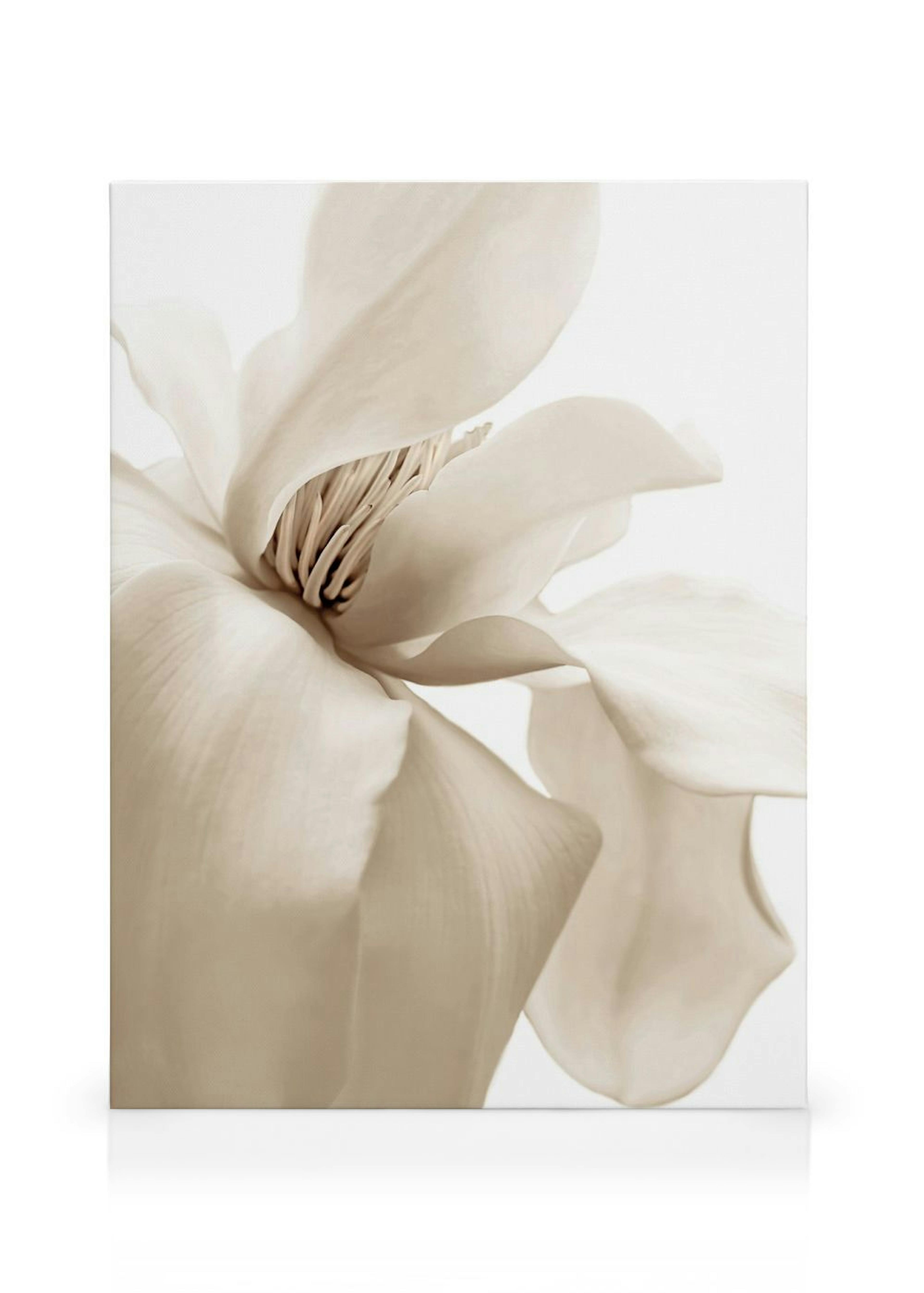 Magnolia Beige Stampa su tela thumbnail