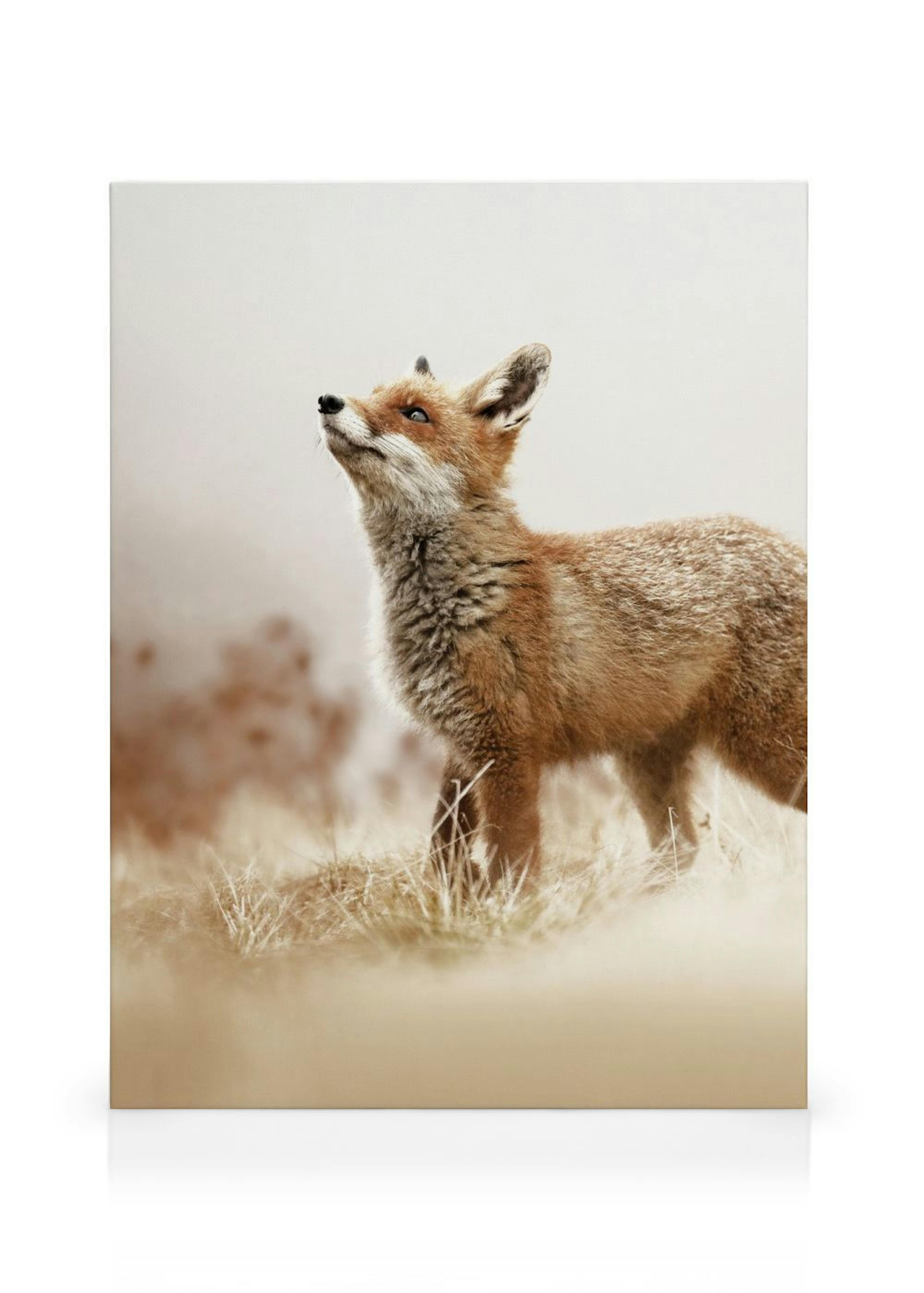 Fox Canvas print thumbnail