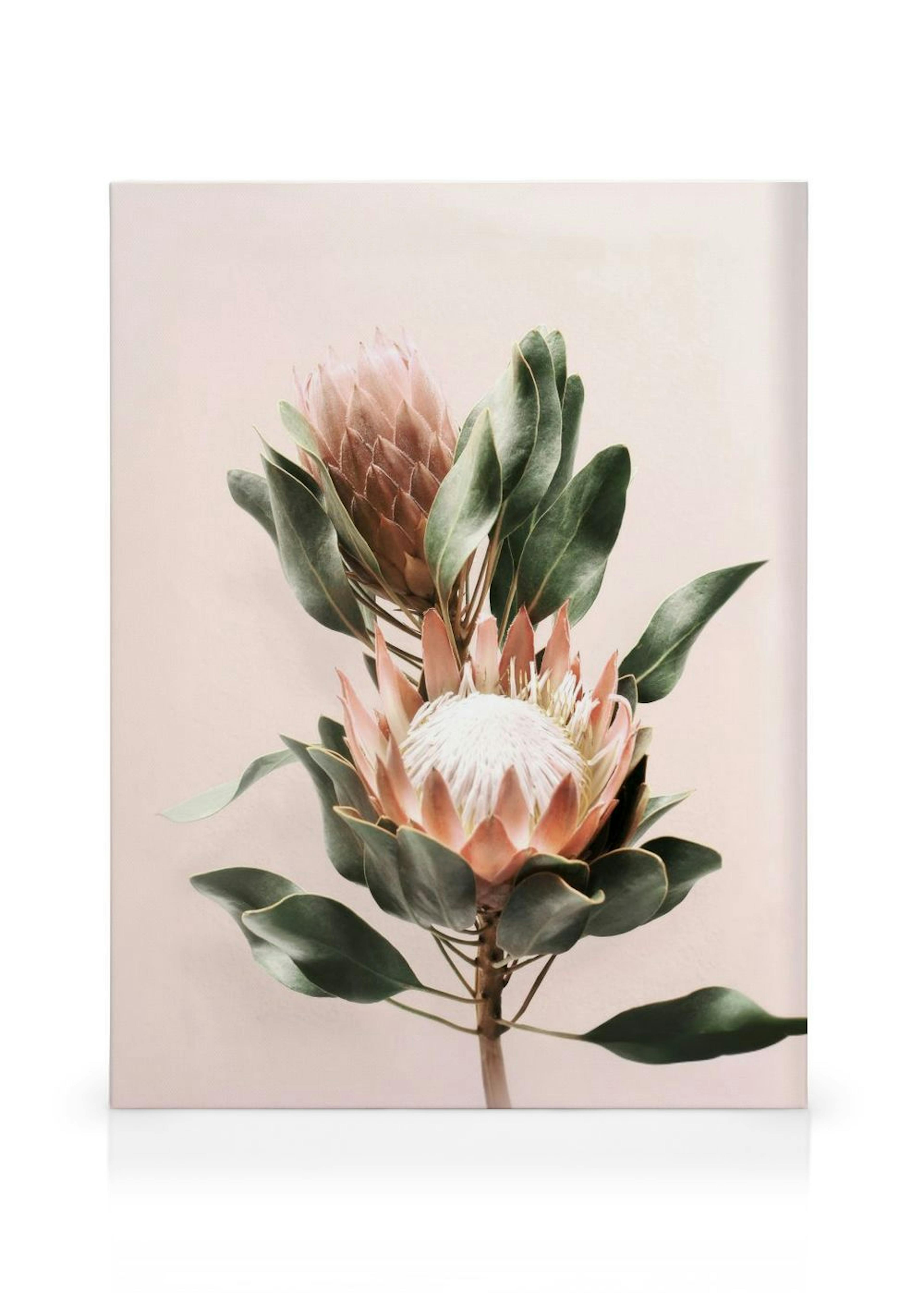Protea Flowers Stampa su Tela thumbnail
