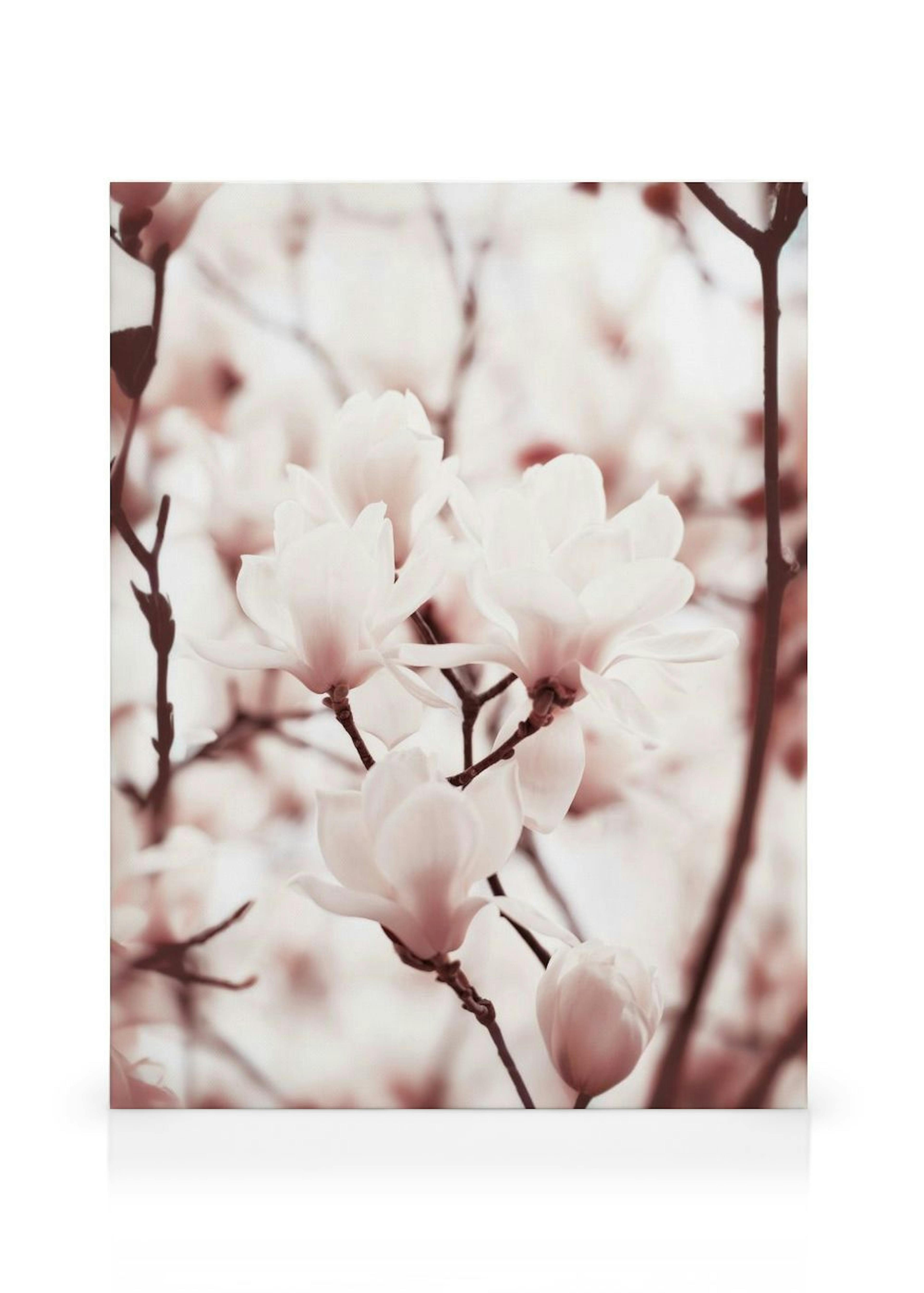 Magnolias Rosadas Lienzo thumbnail