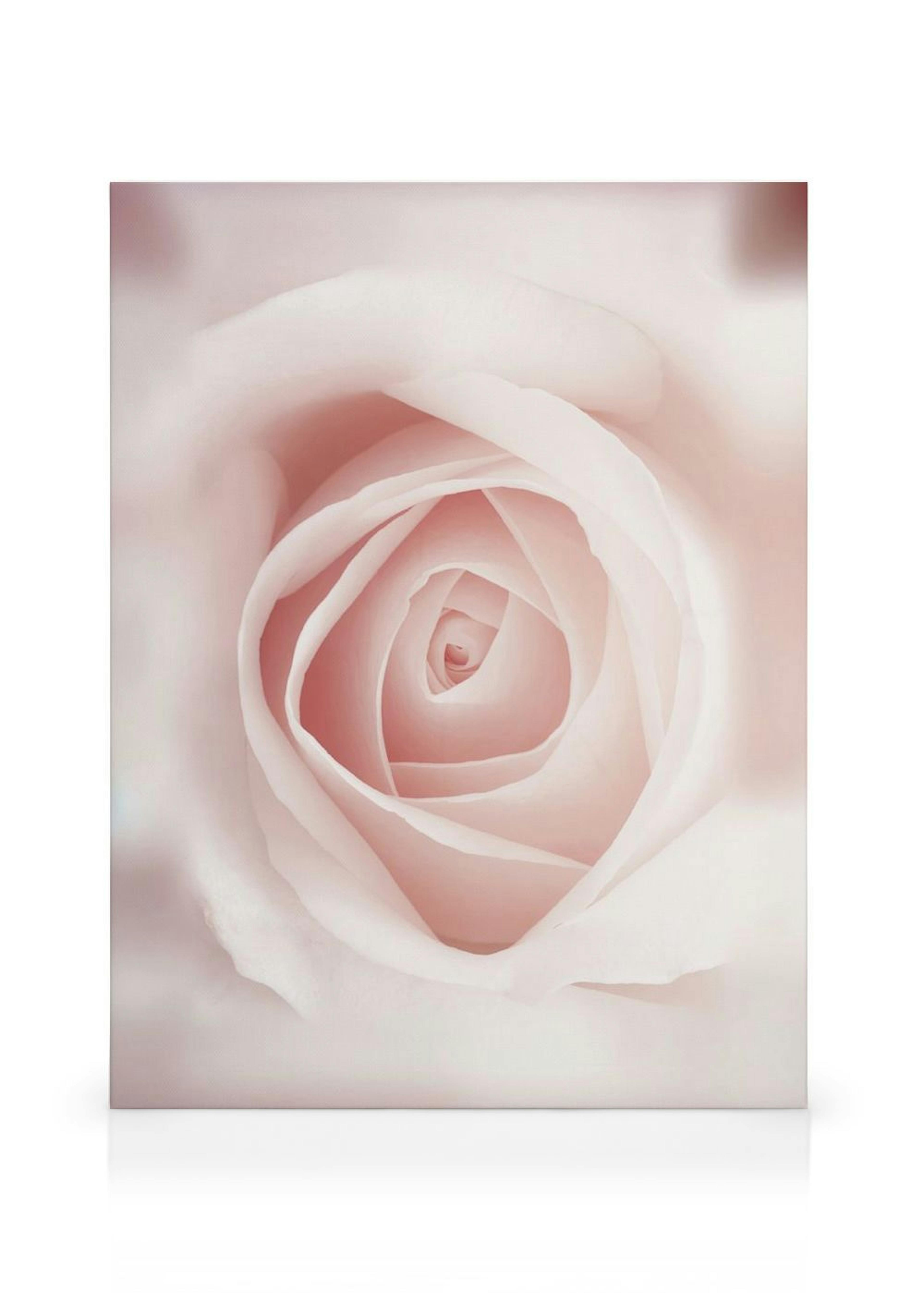 Pale Pink Rose Canvas thumbnail