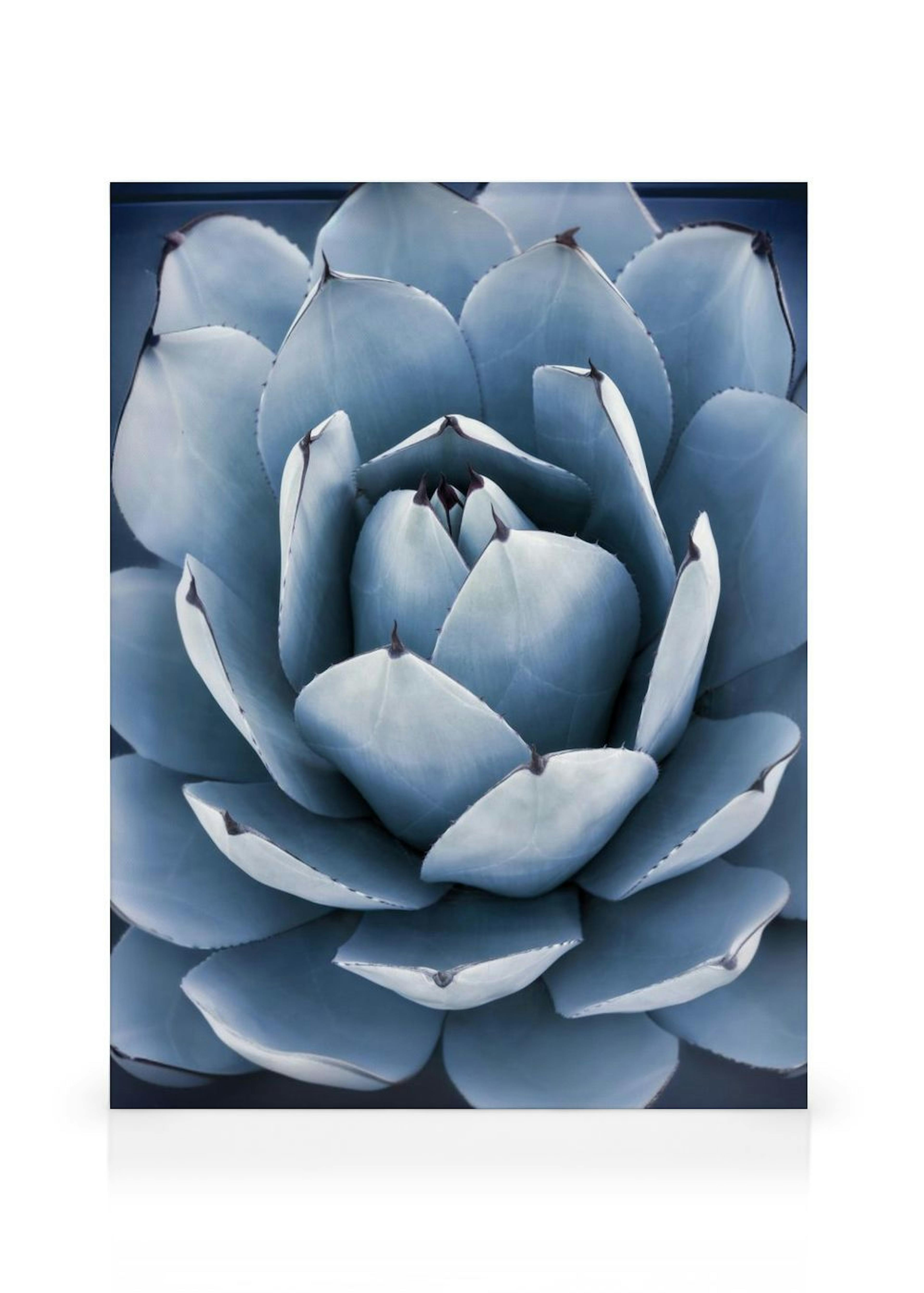 Blå agave canvastavla thumbnail