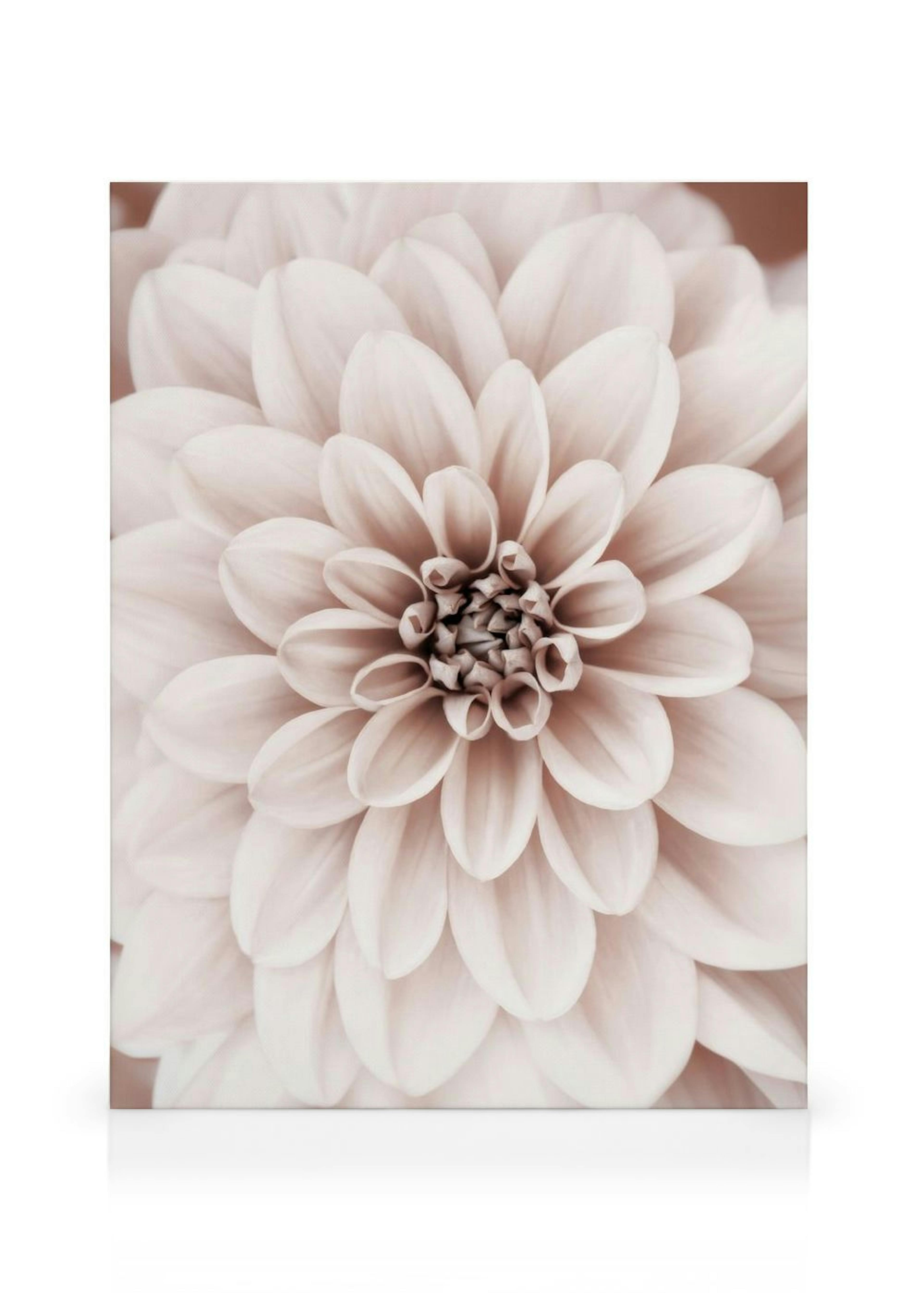Pink Dahlia Canvas print thumbnail