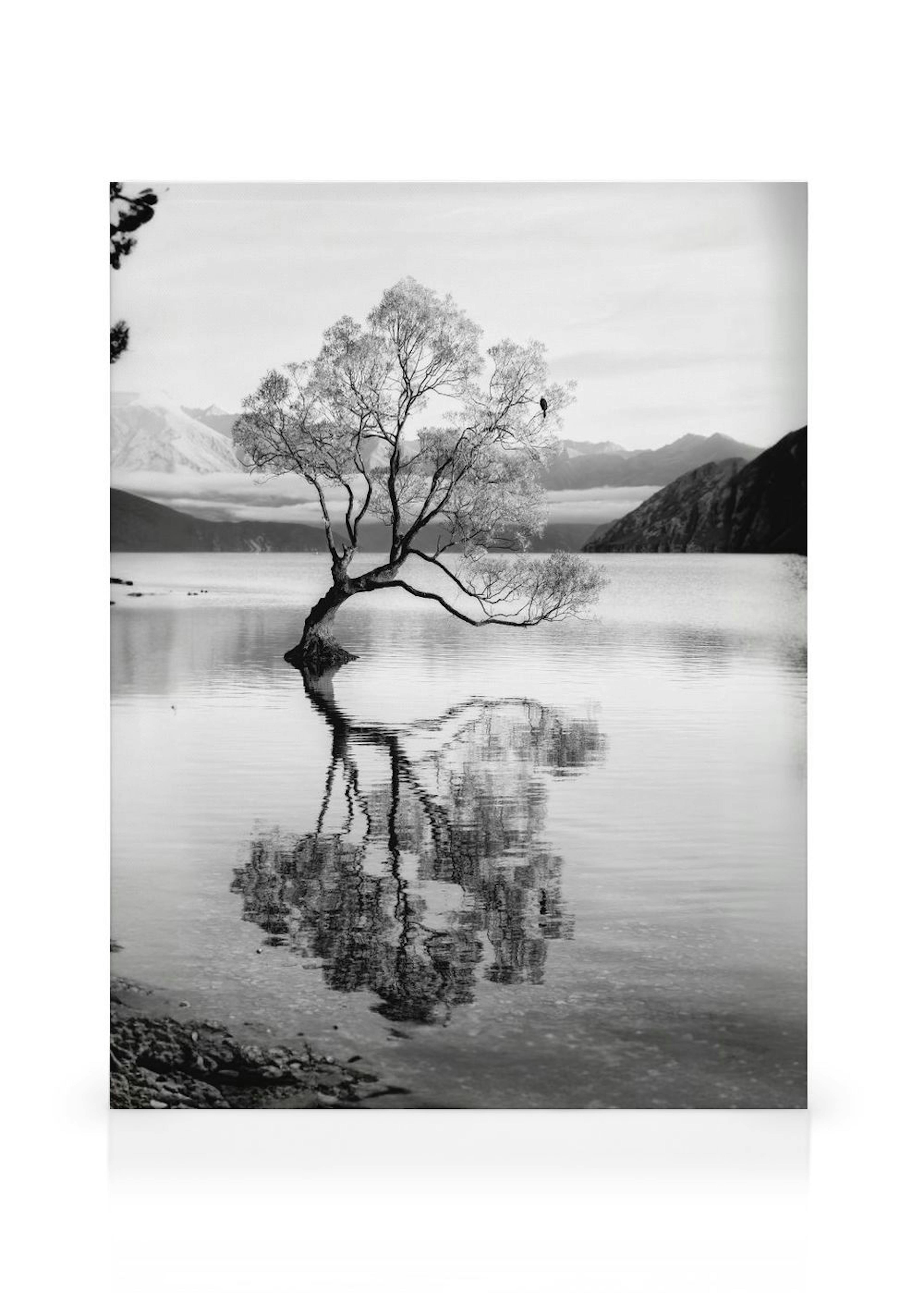 Tree Reflection Toile thumbnail