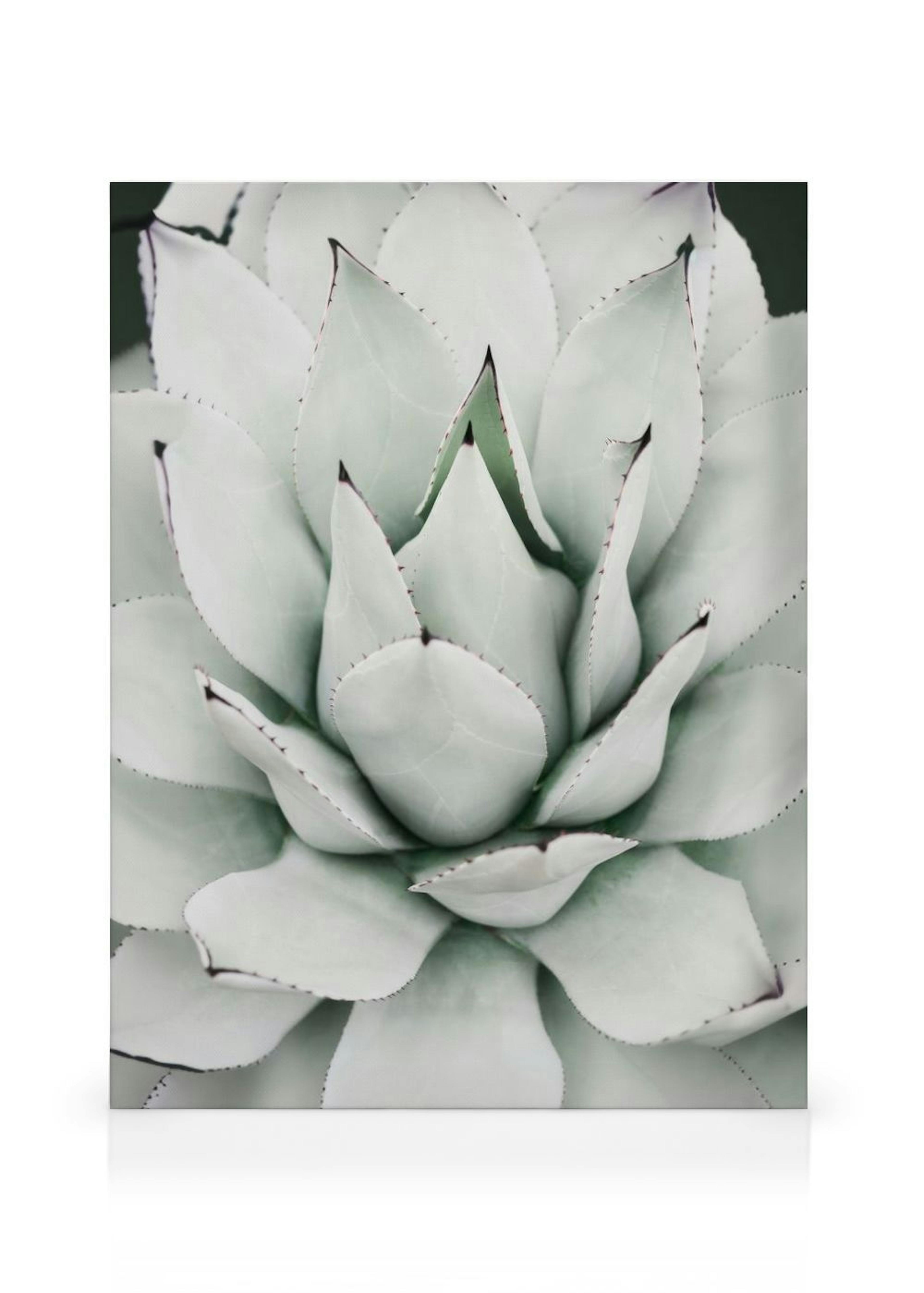 Groene Agave Canvas thumbnail