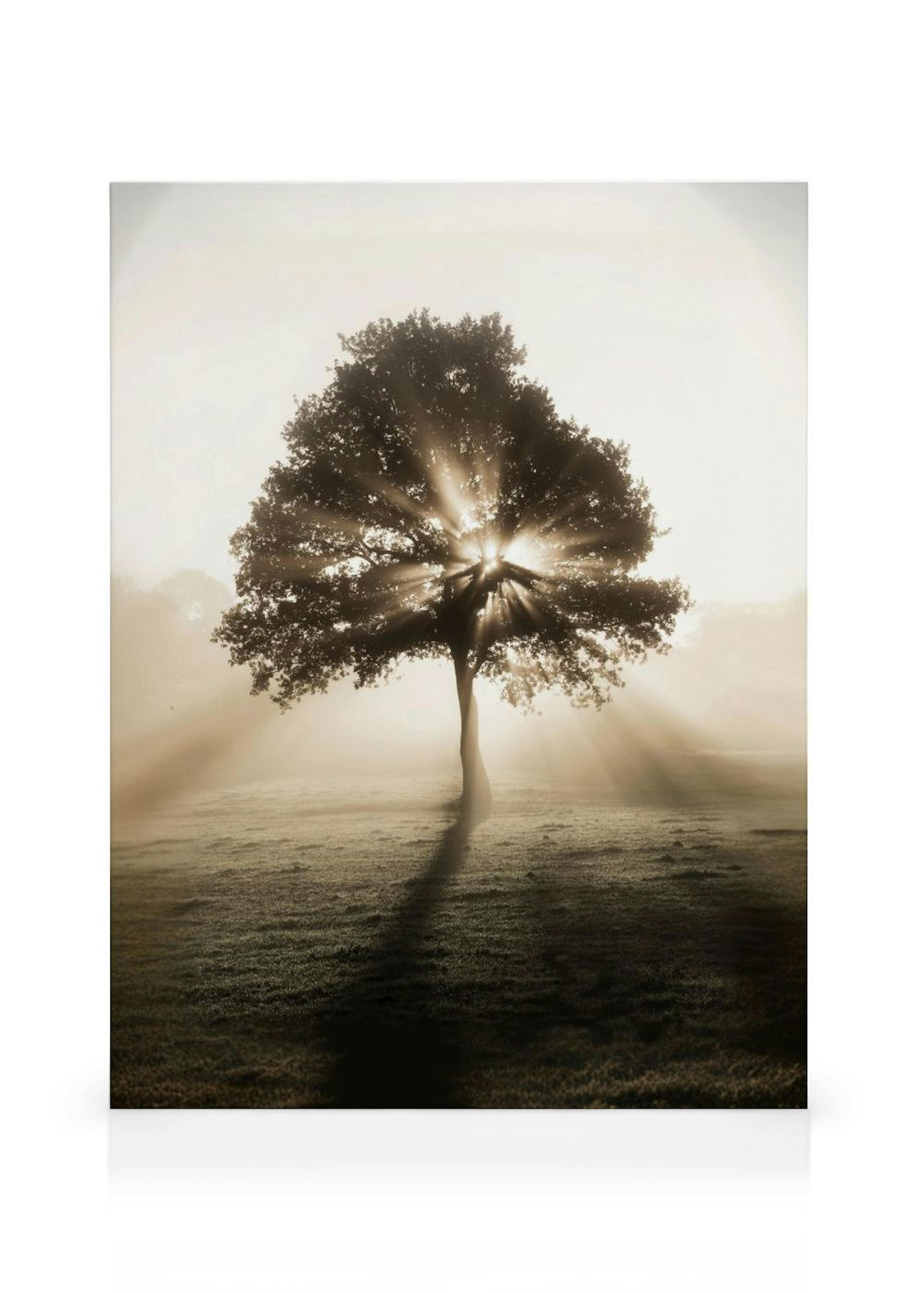 Zonsopgang Boom Canvas thumbnail