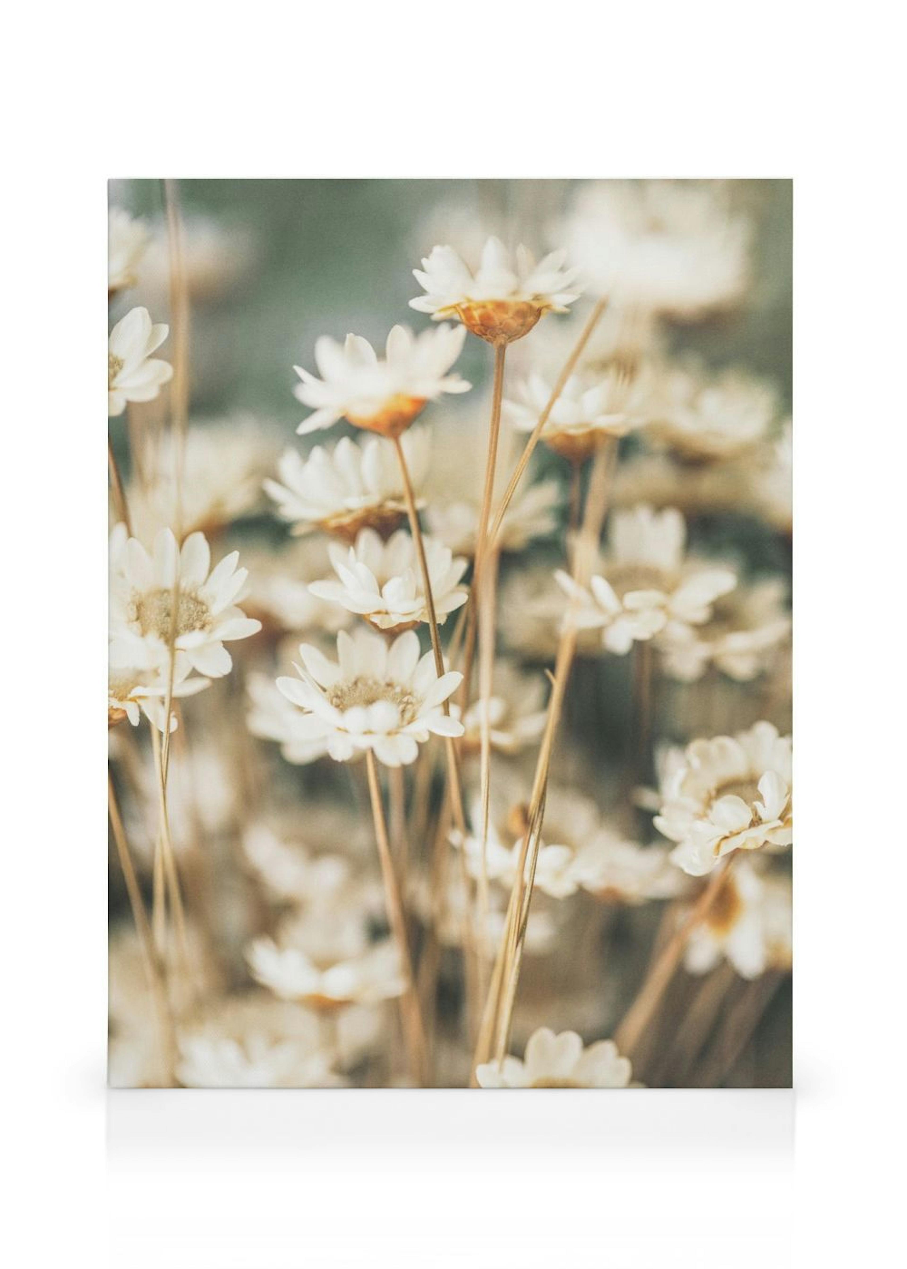 Fleurs d'été Toile thumbnail