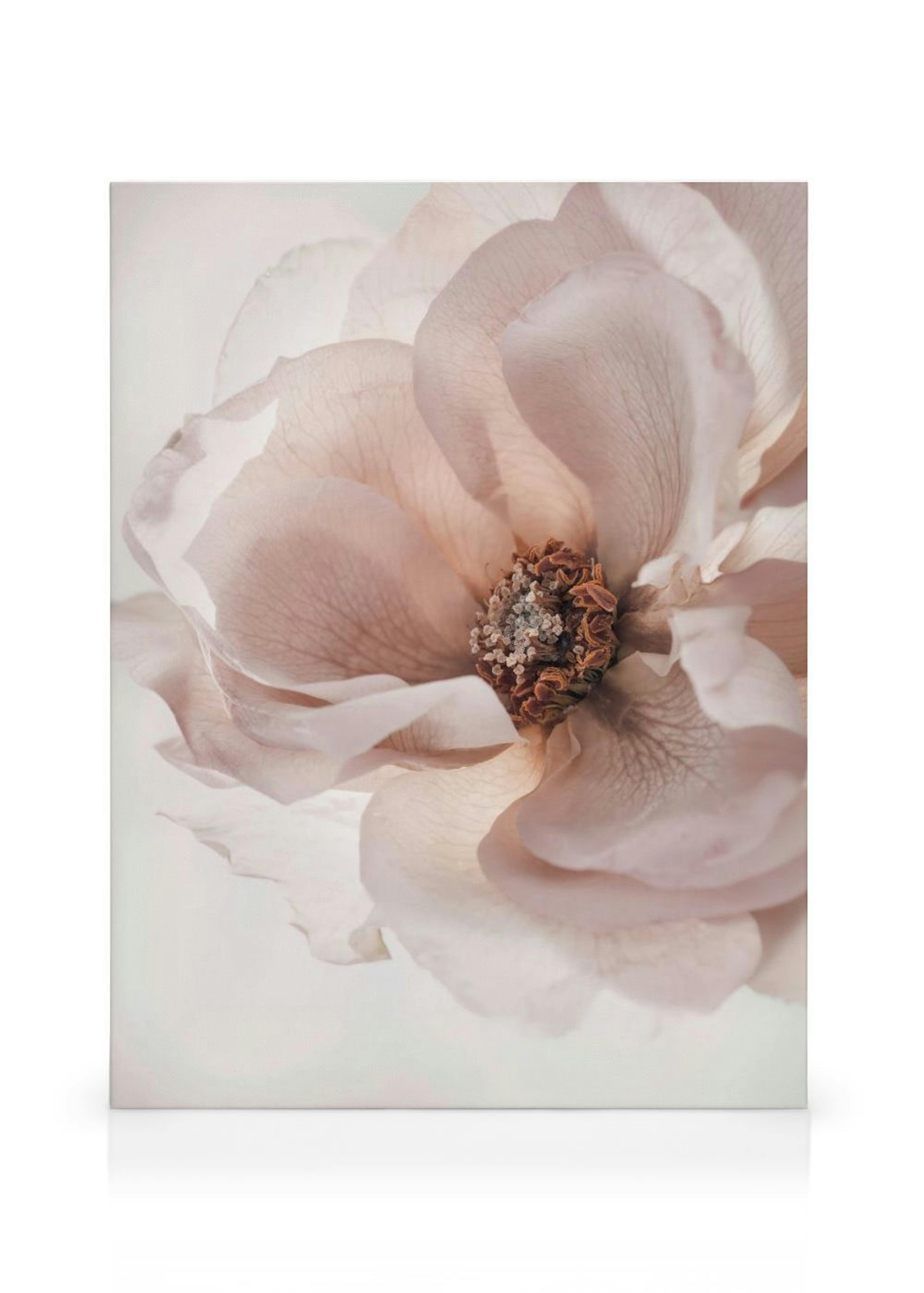 Blooming Rose Stampa su Tela thumbnail