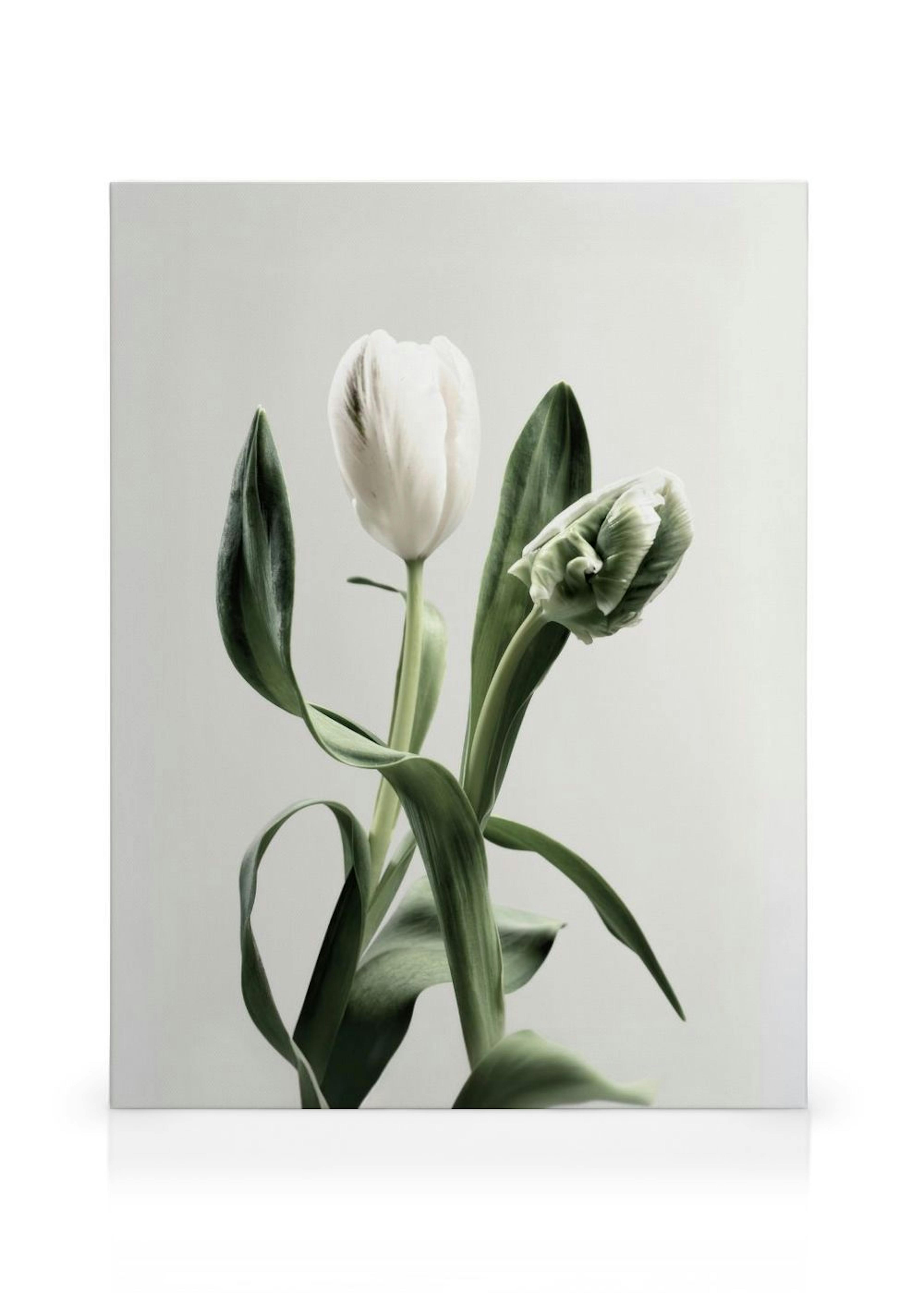 Tulips Canvas print thumbnail
