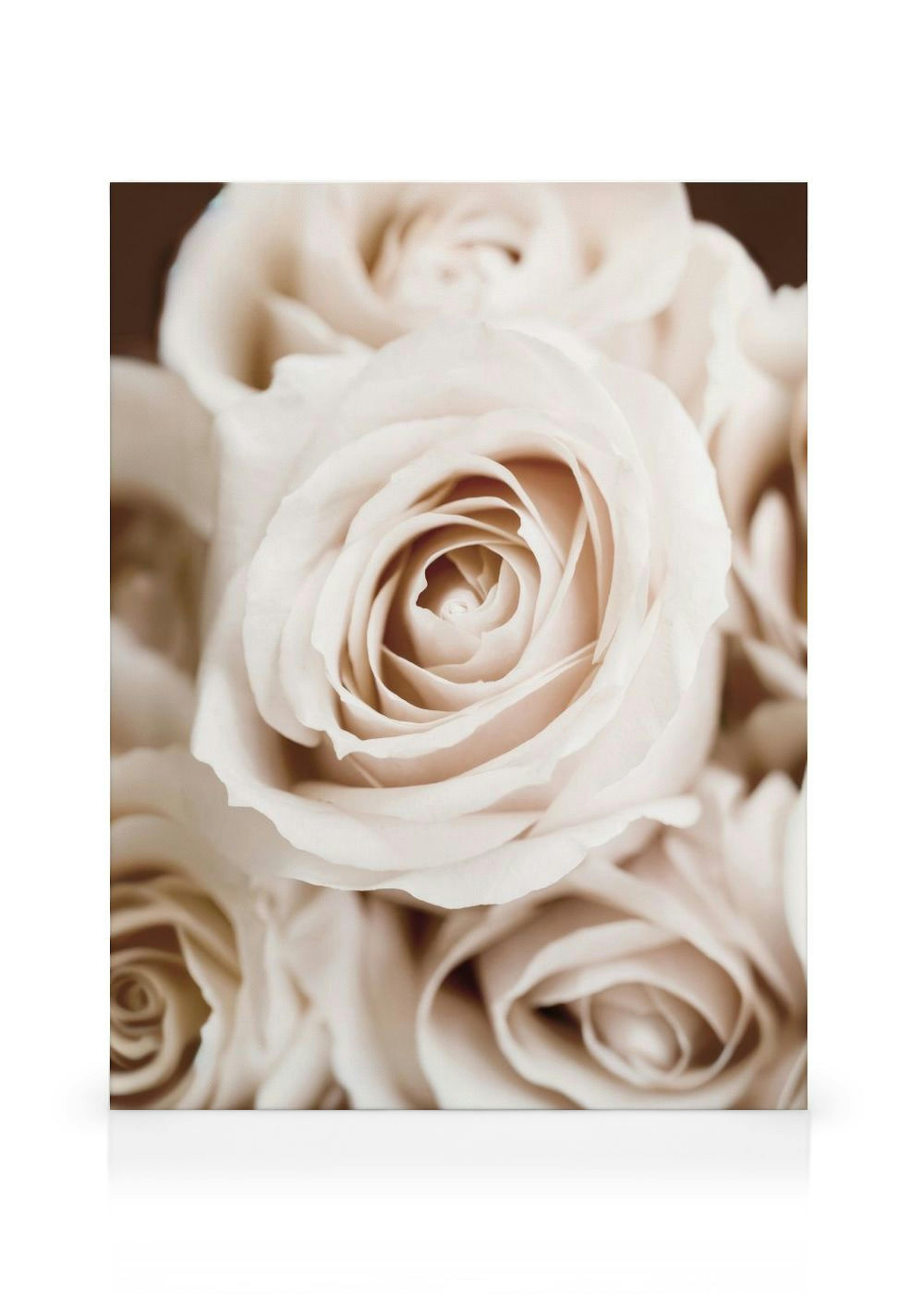 Peach Roses Canvas Print thumbnail