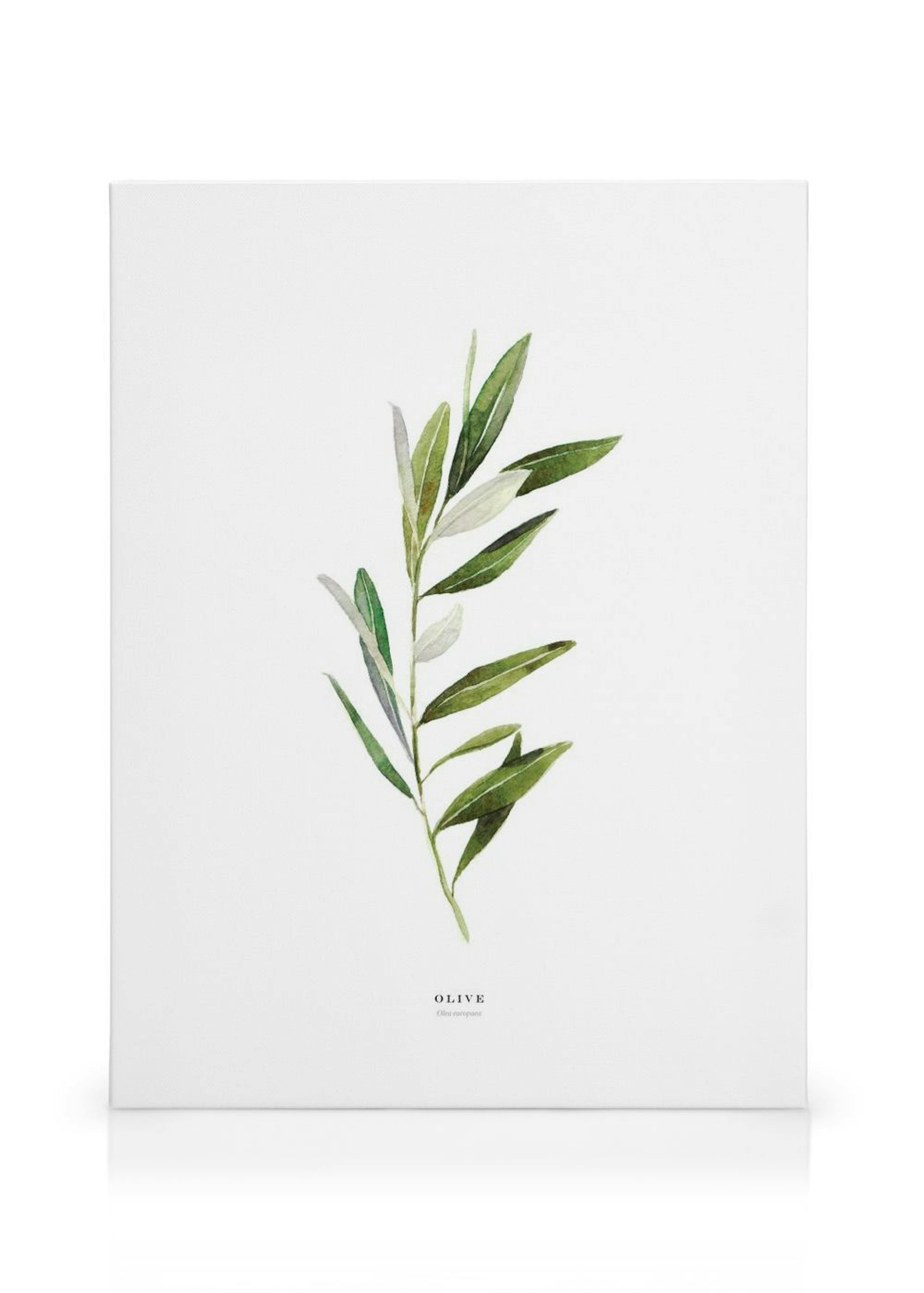 Olive Toile thumbnail