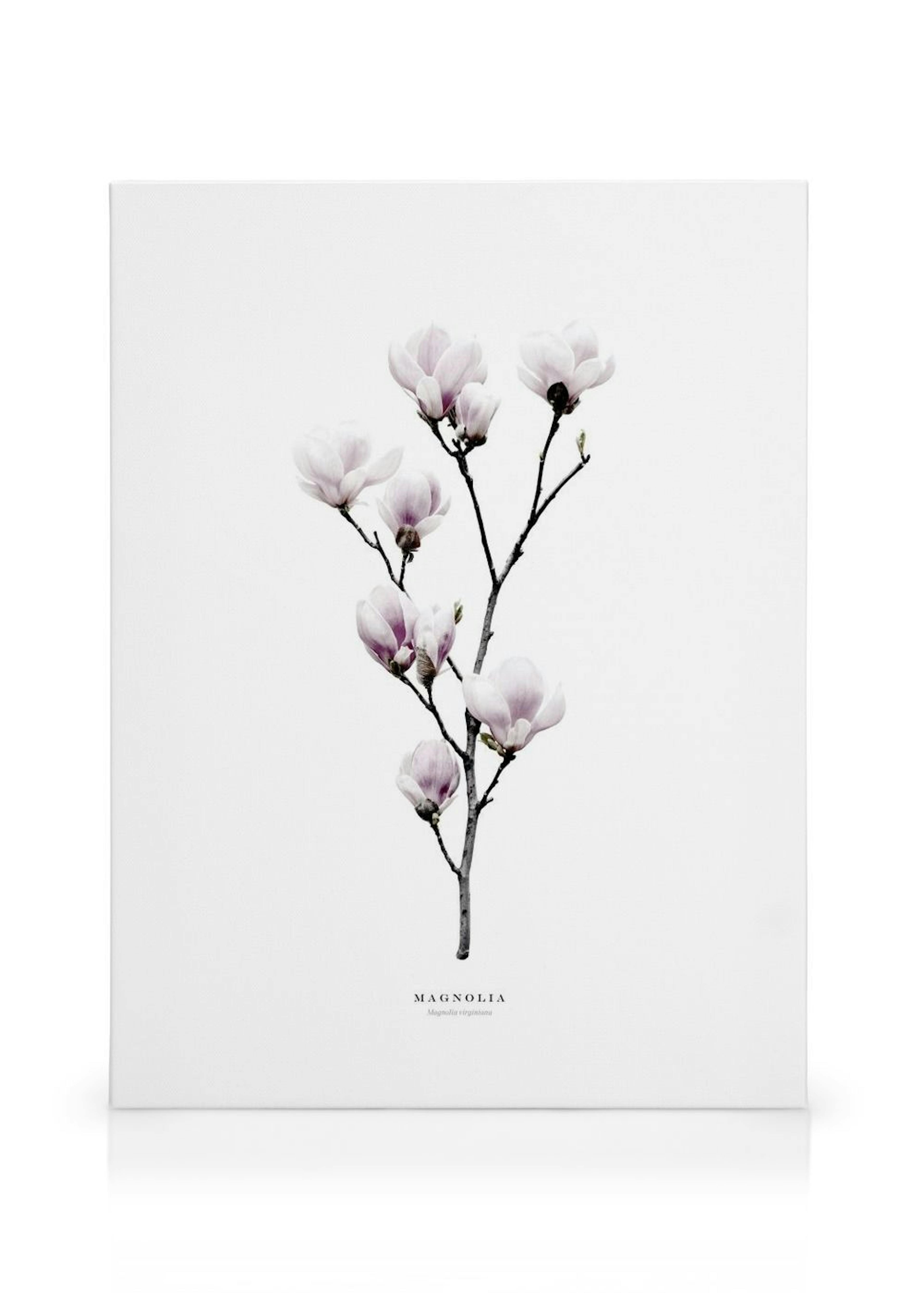 Magnolia Lienzo thumbnail