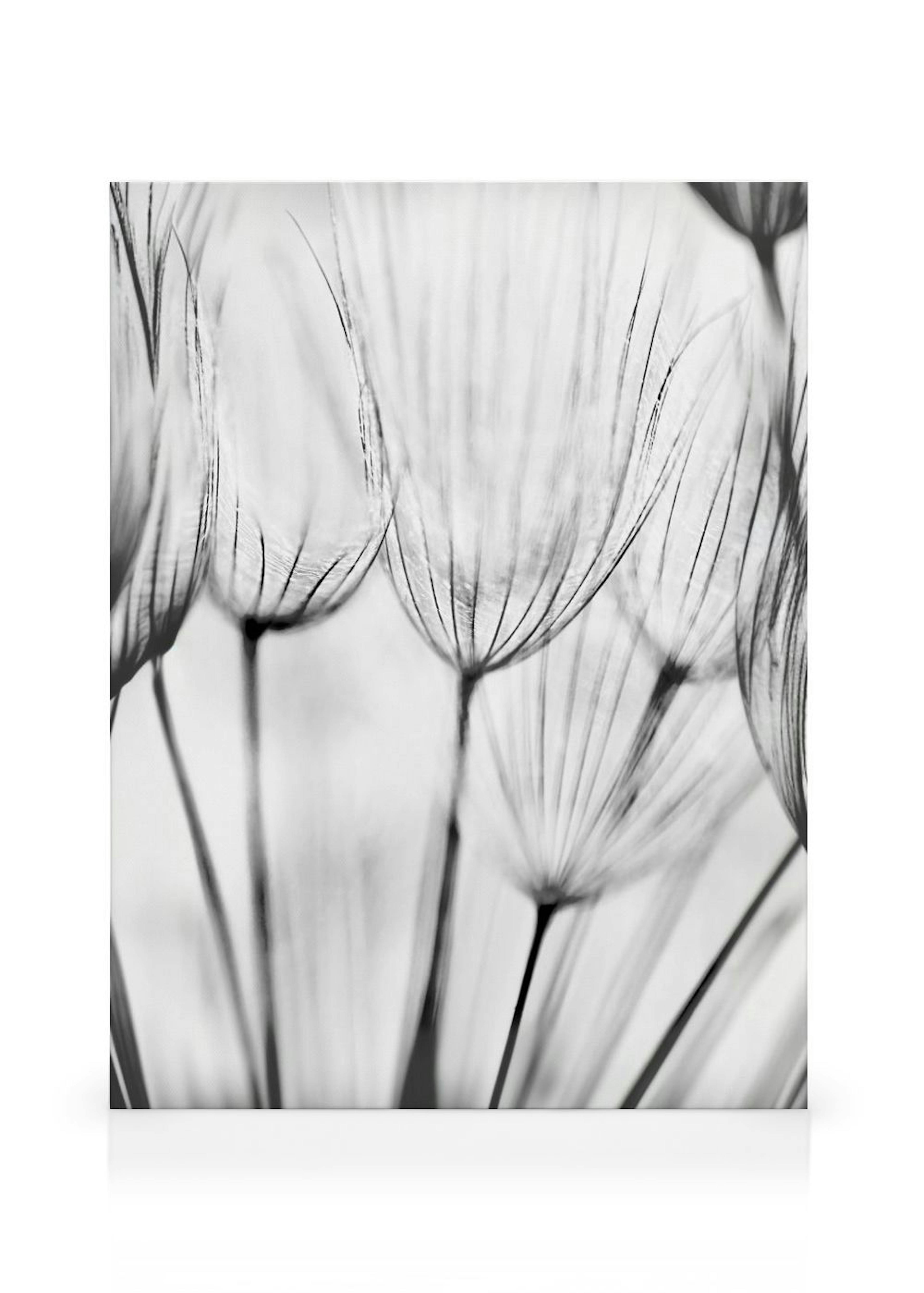 Dandelions Toile thumbnail