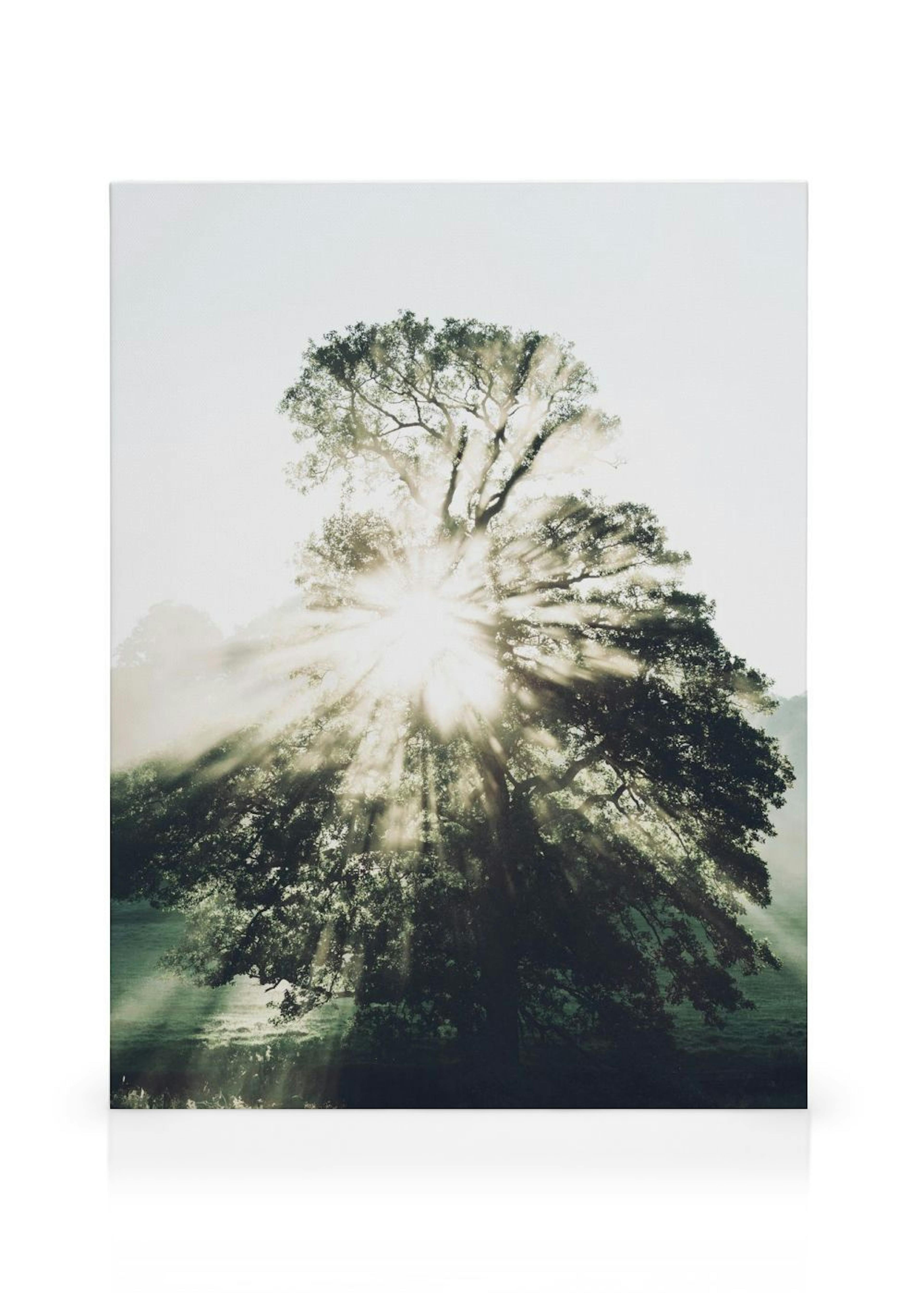 Morning Sun Stampa su tela thumbnail