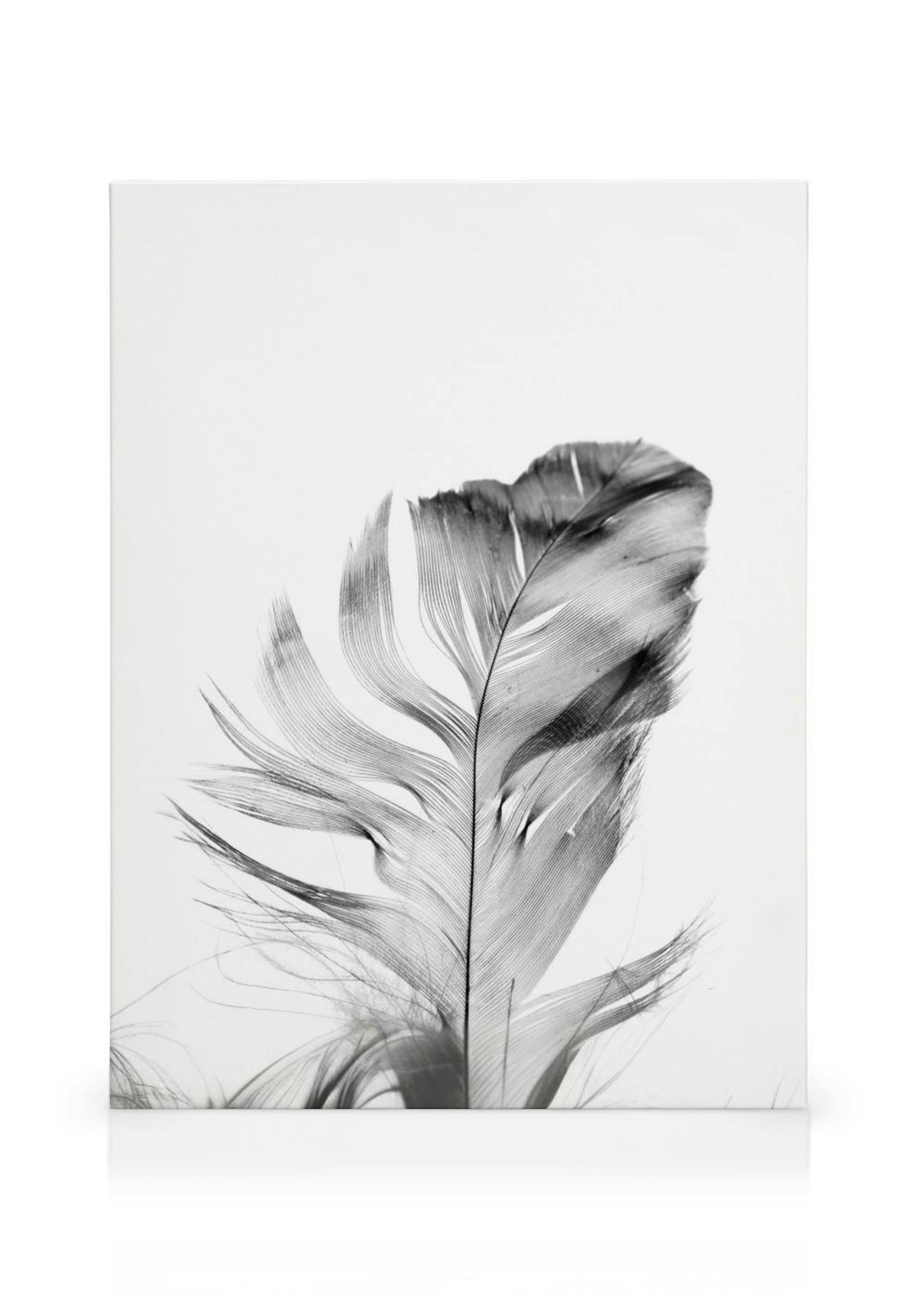 Feather Leinwand thumbnail