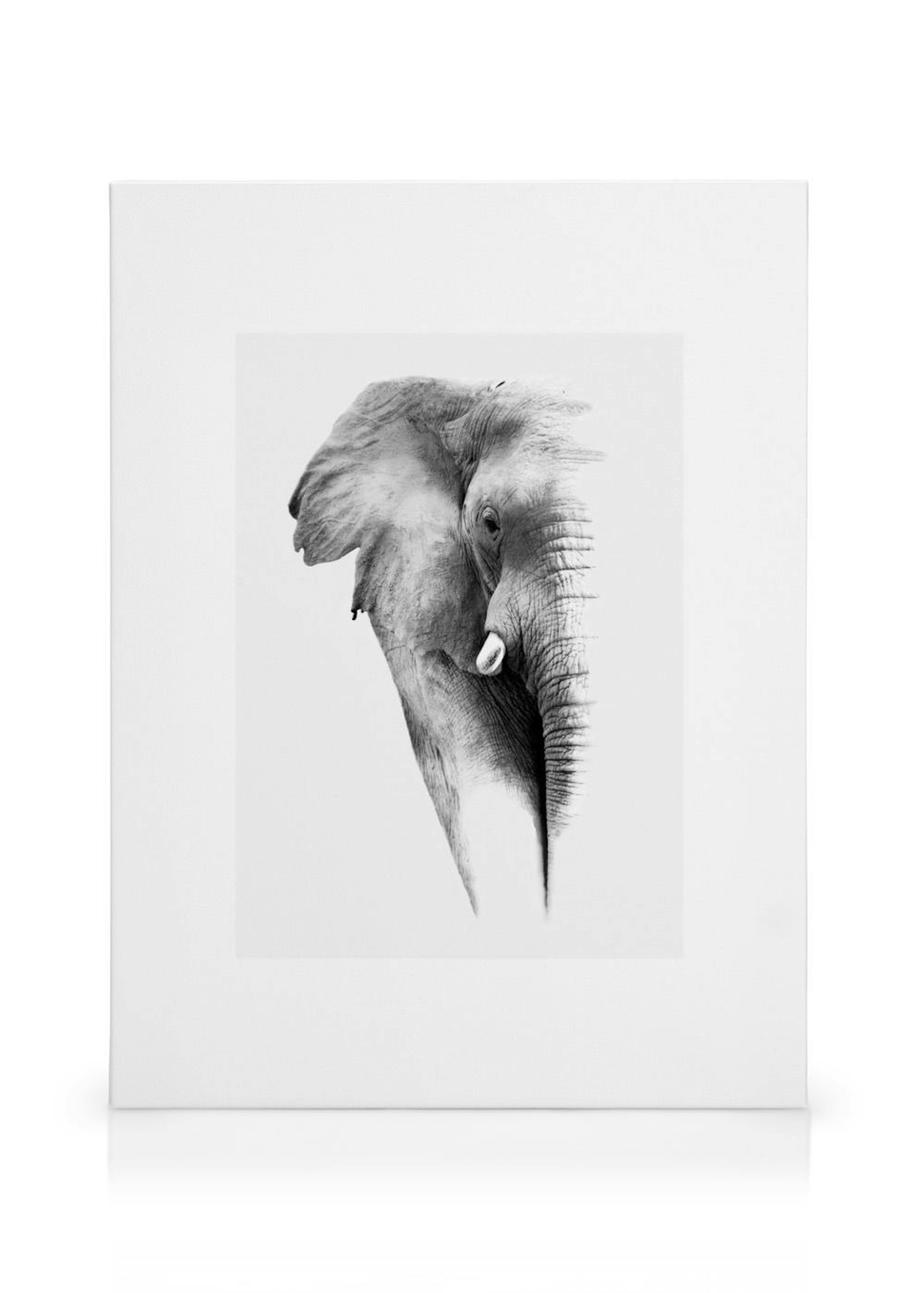 Elephant Canvas Print thumbnail