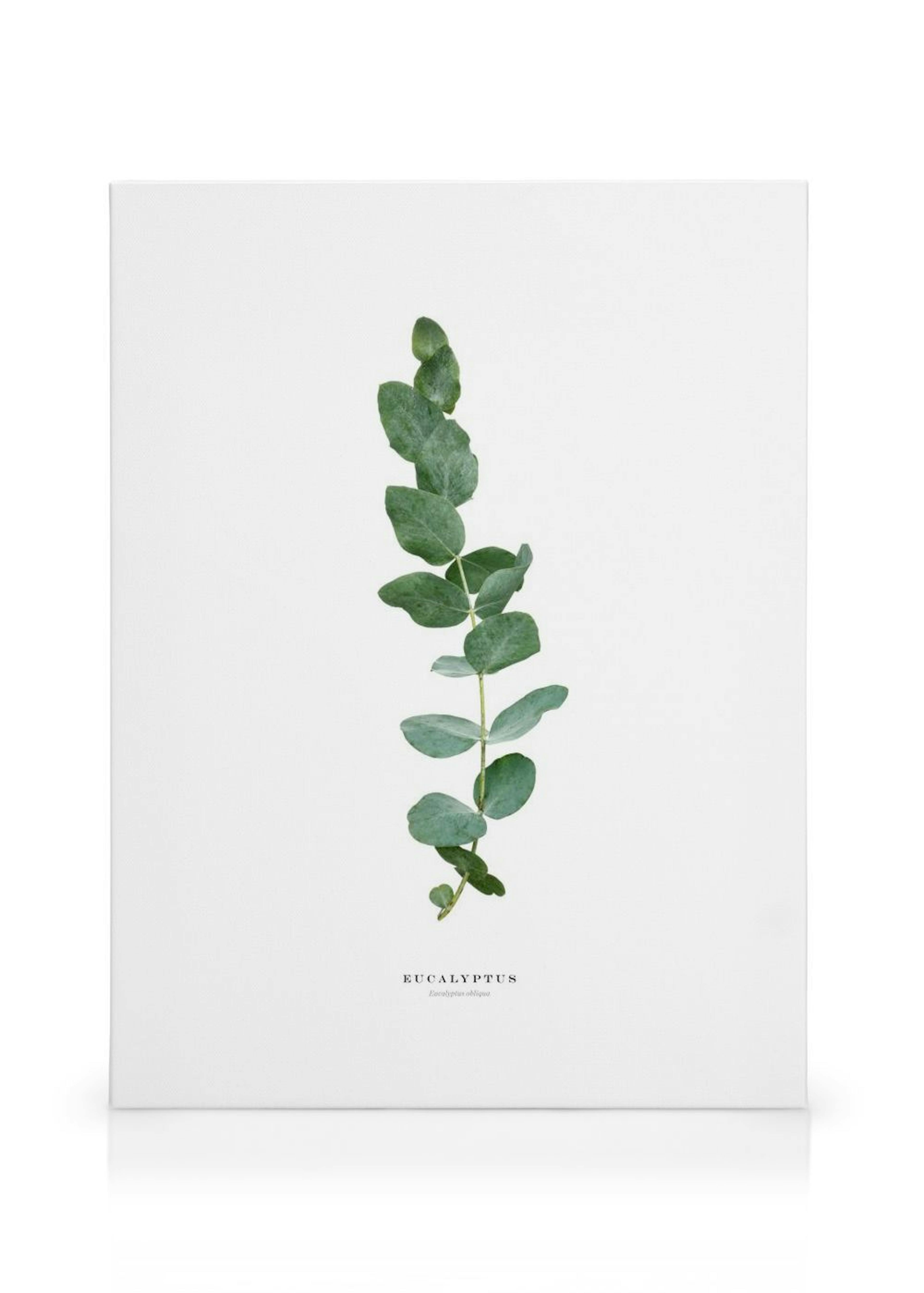 Eucalyptus Toile thumbnail