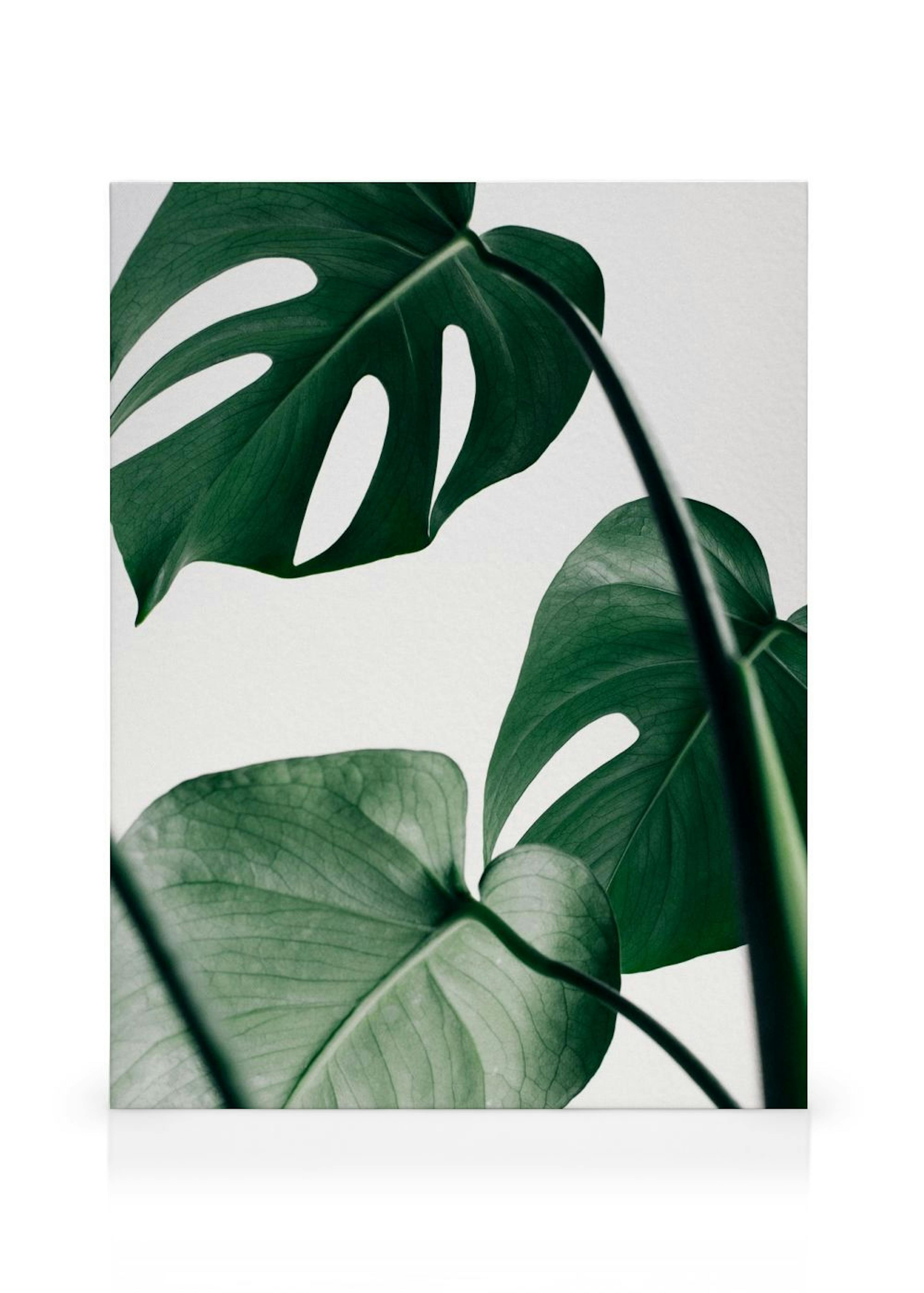 Monstera Leaves Stampa su tela thumbnail