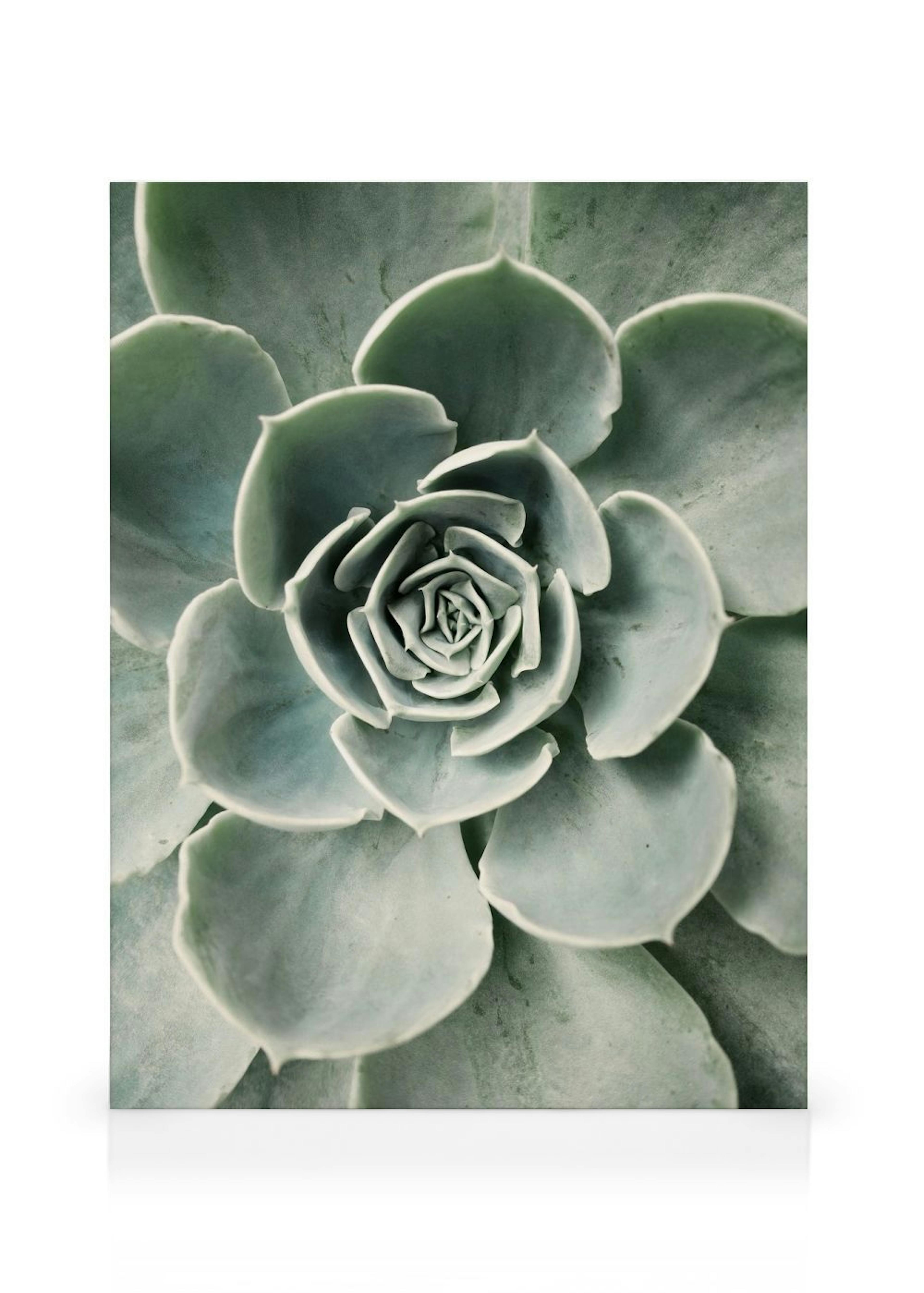 Flower Cactus Toile thumbnail