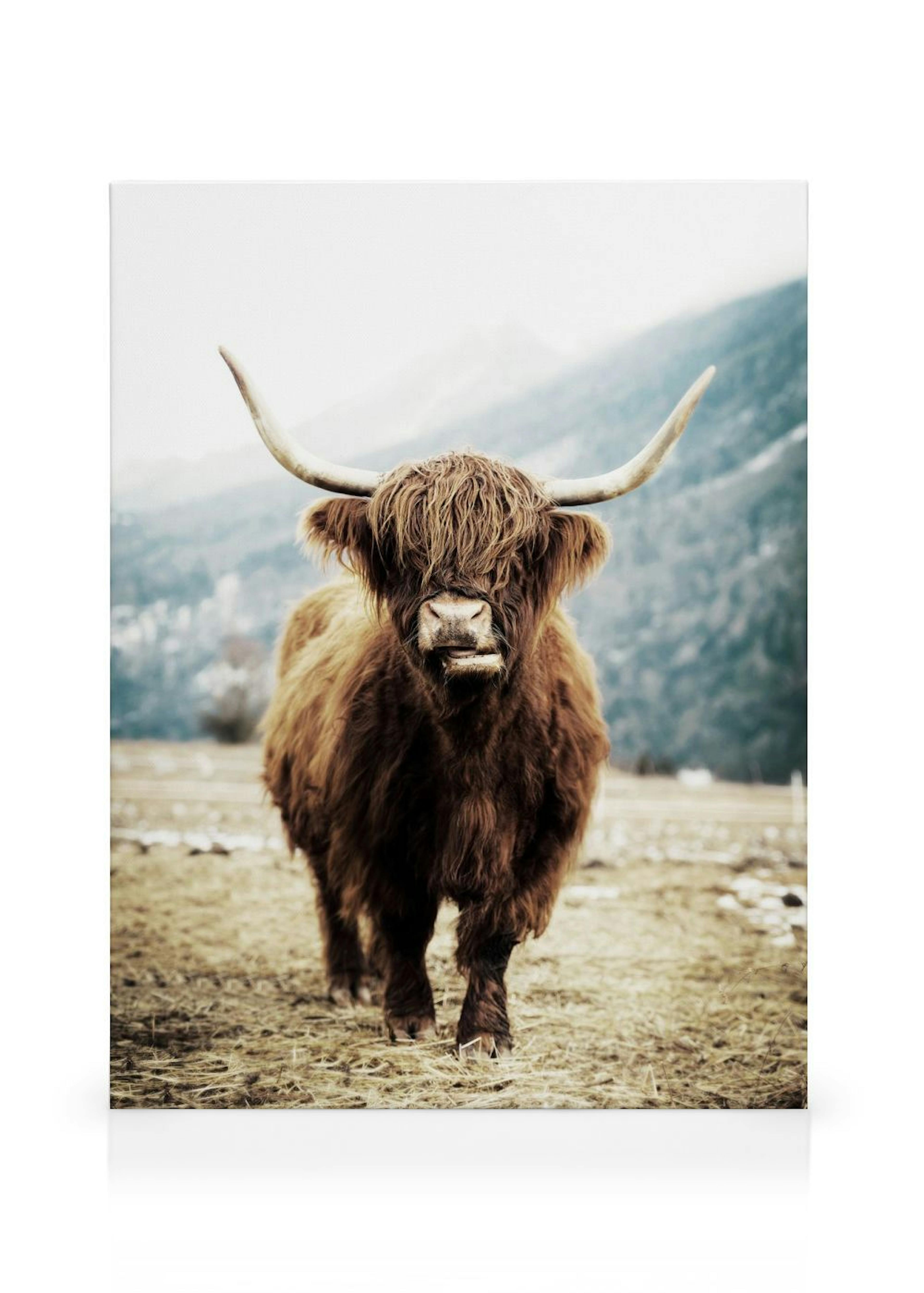Highland Cow Stampa su tela thumbnail