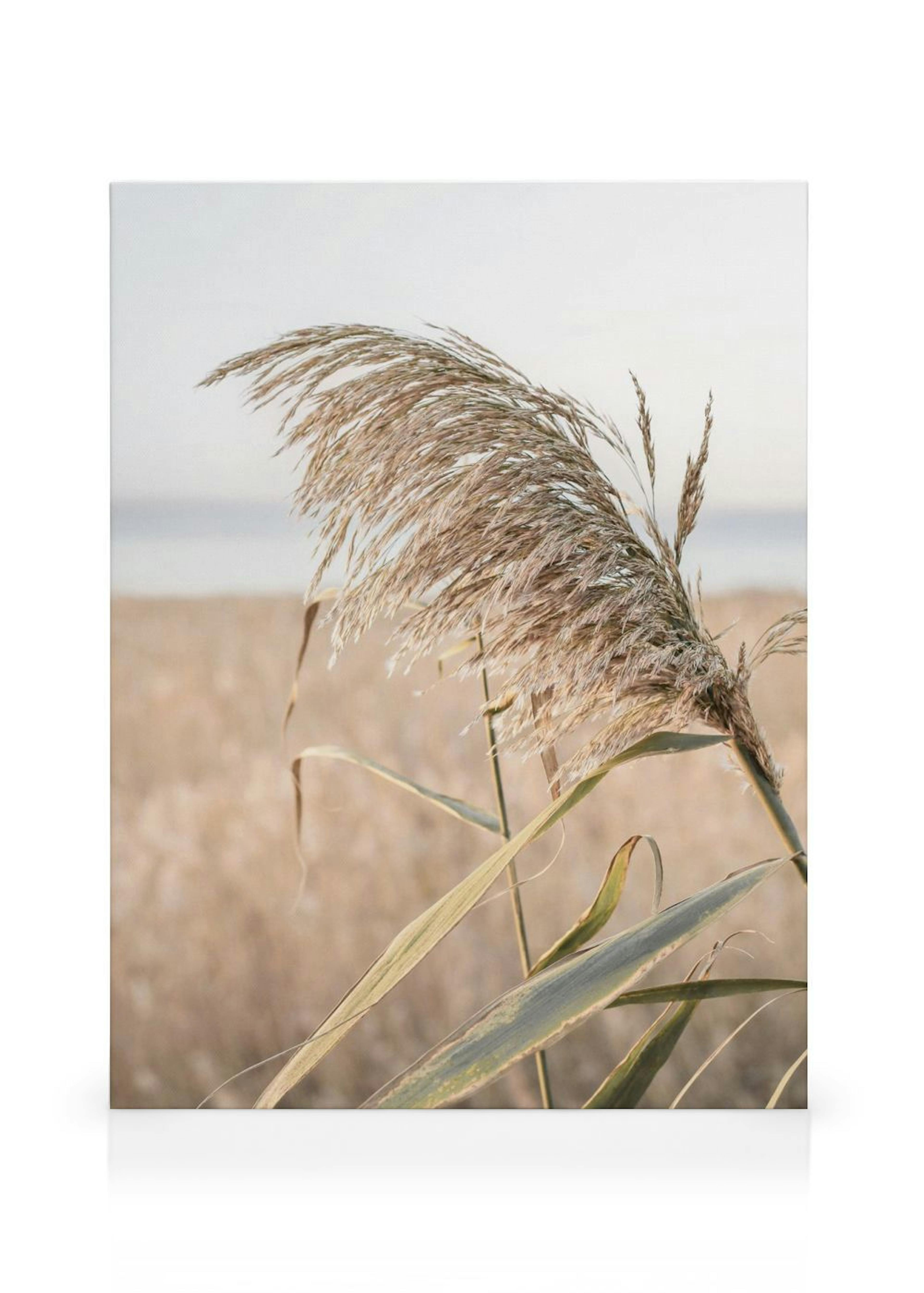 Sea Reeds Stampa su Tela thumbnail