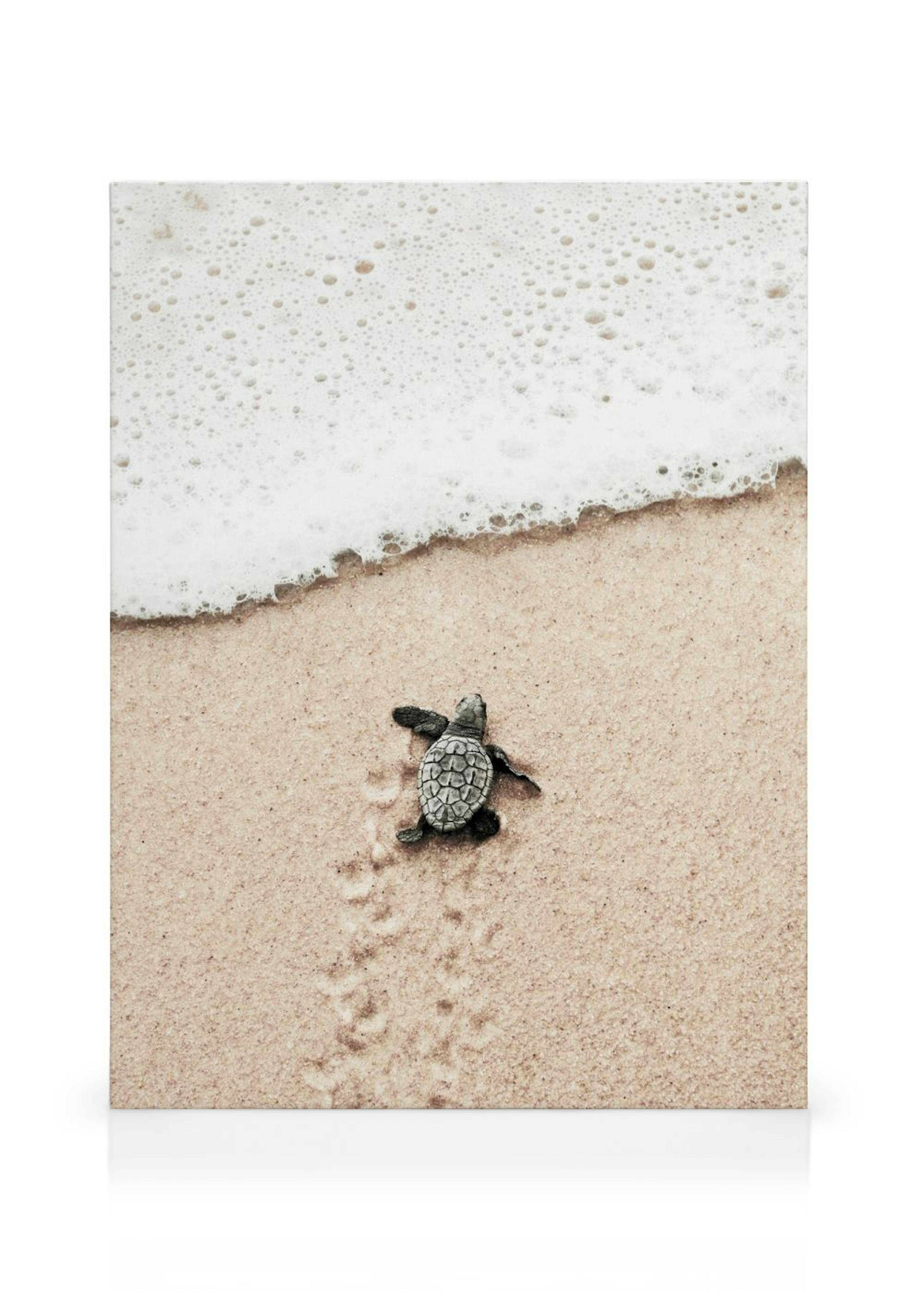 Petite Tortue Plage Toile thumbnail