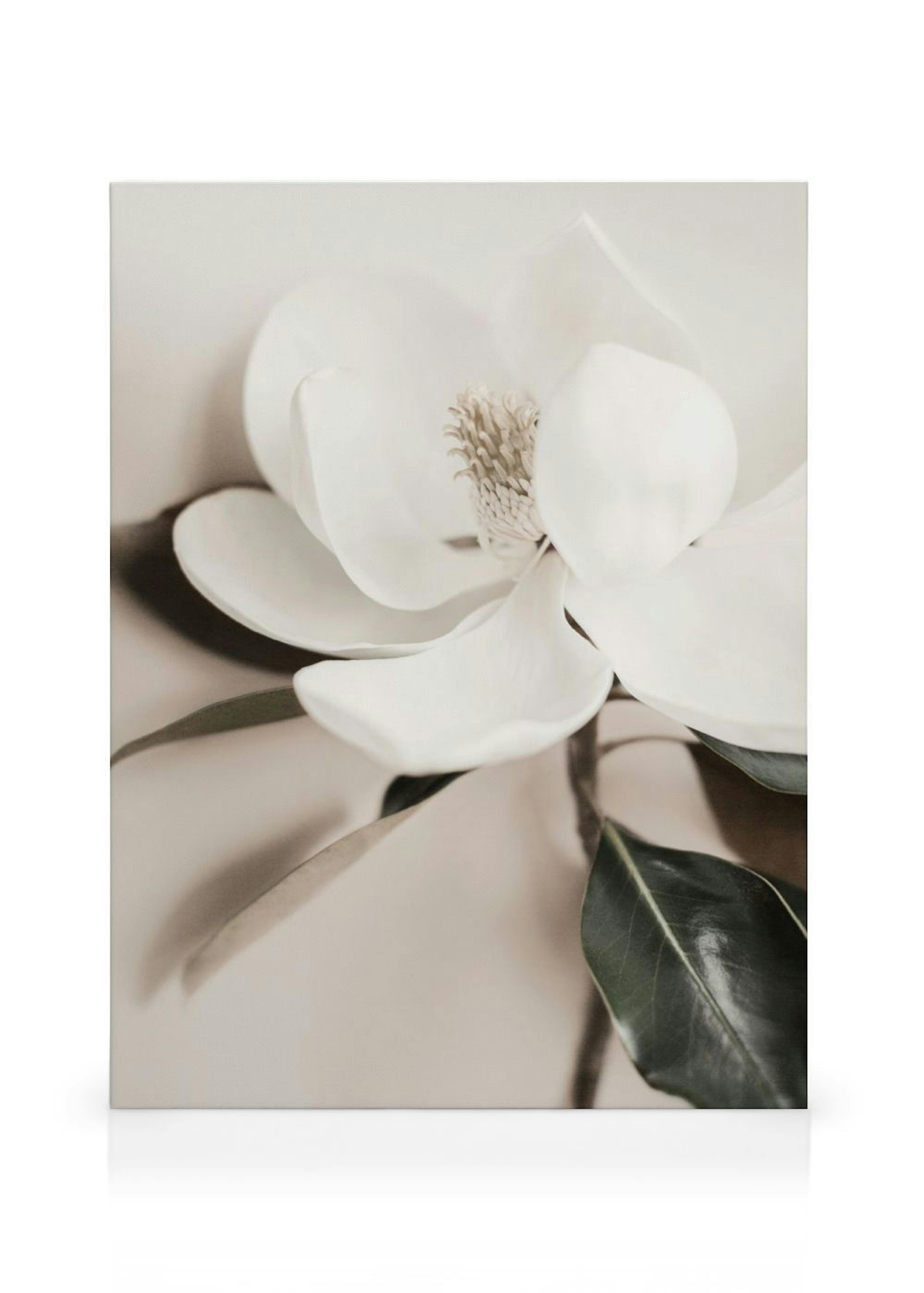White Flower Stampa su Tela thumbnail