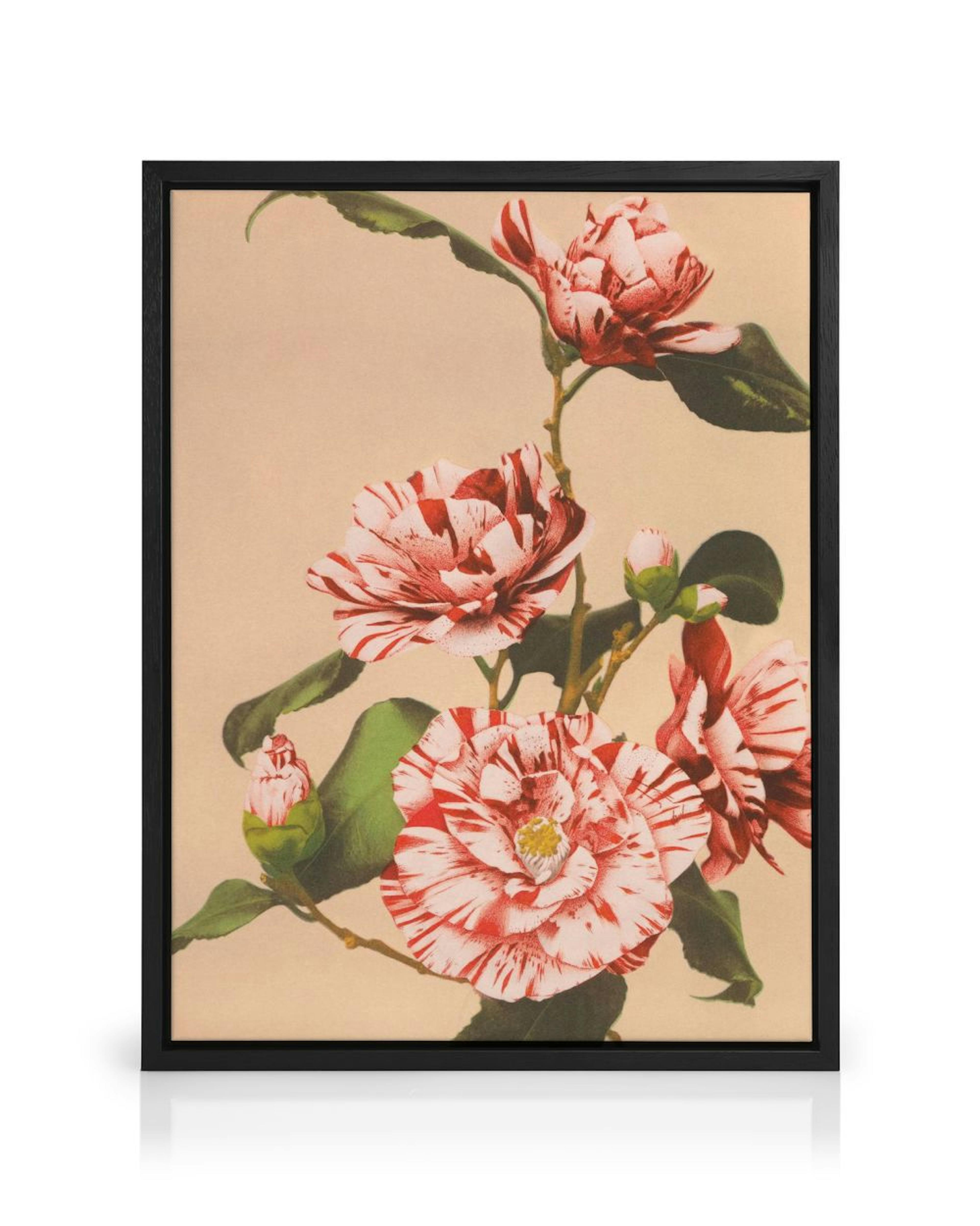 A vintage botanical canvas featuring striped red and white camellia flowers with green leaves on a light beige background.
