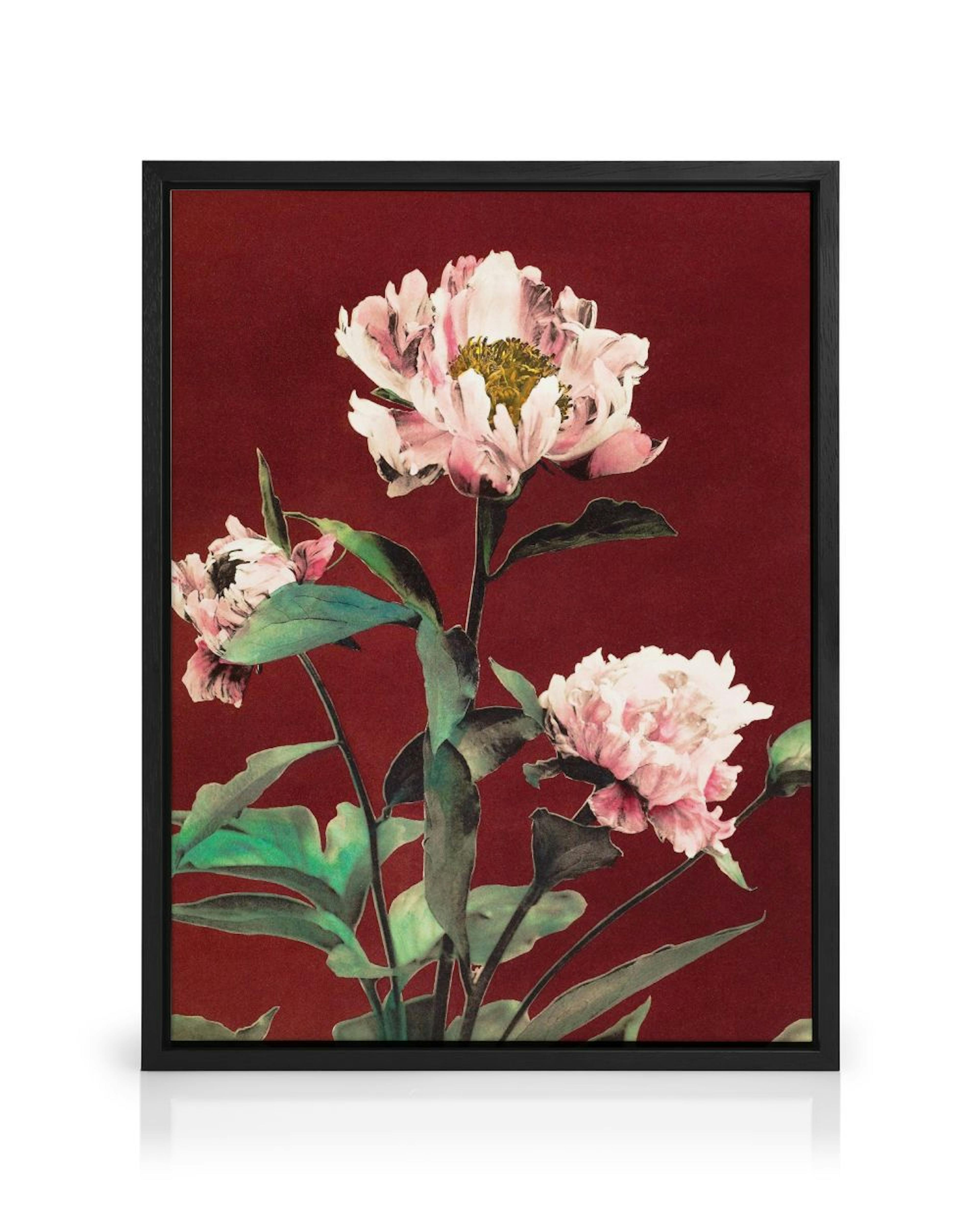 A canvas featuring three detailed pink peonies with green leaves against a deep red background.