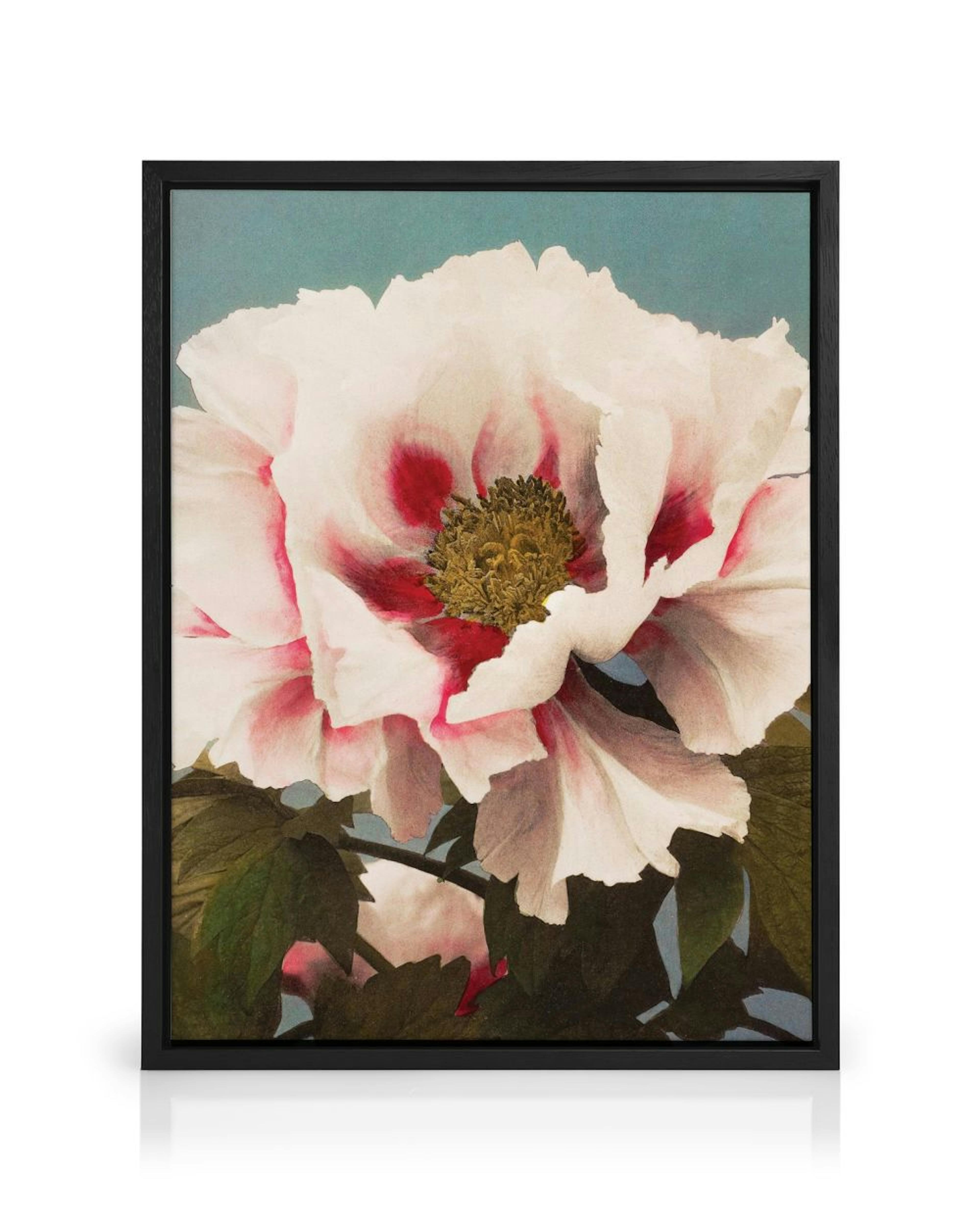 A canvas featuring a large white peony with vibrant red and pink accents on its petals, set against a teal background.