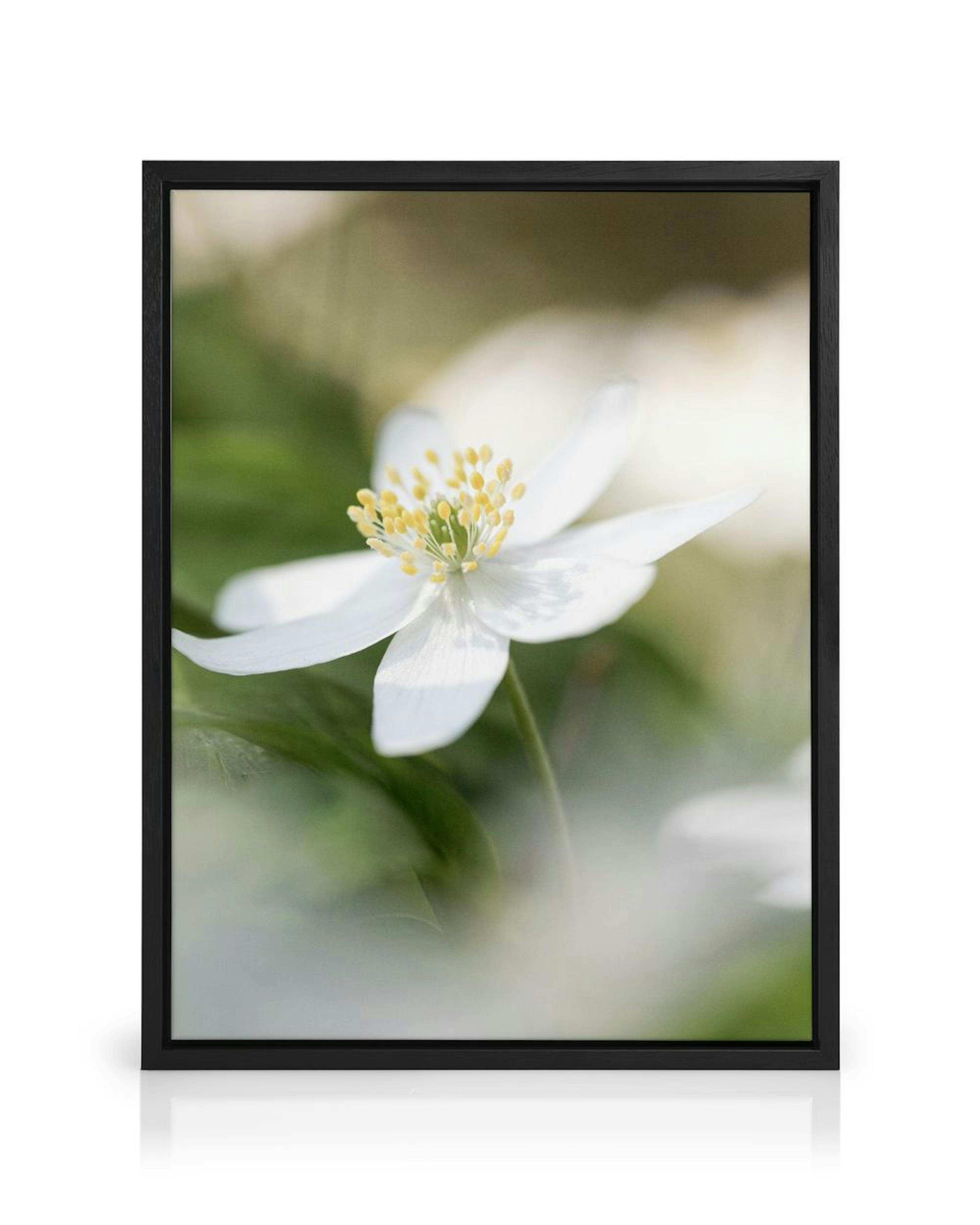 A canvas of a white wood anemone flower with yellow stamens, hanging above a wooden chair in a bright room.