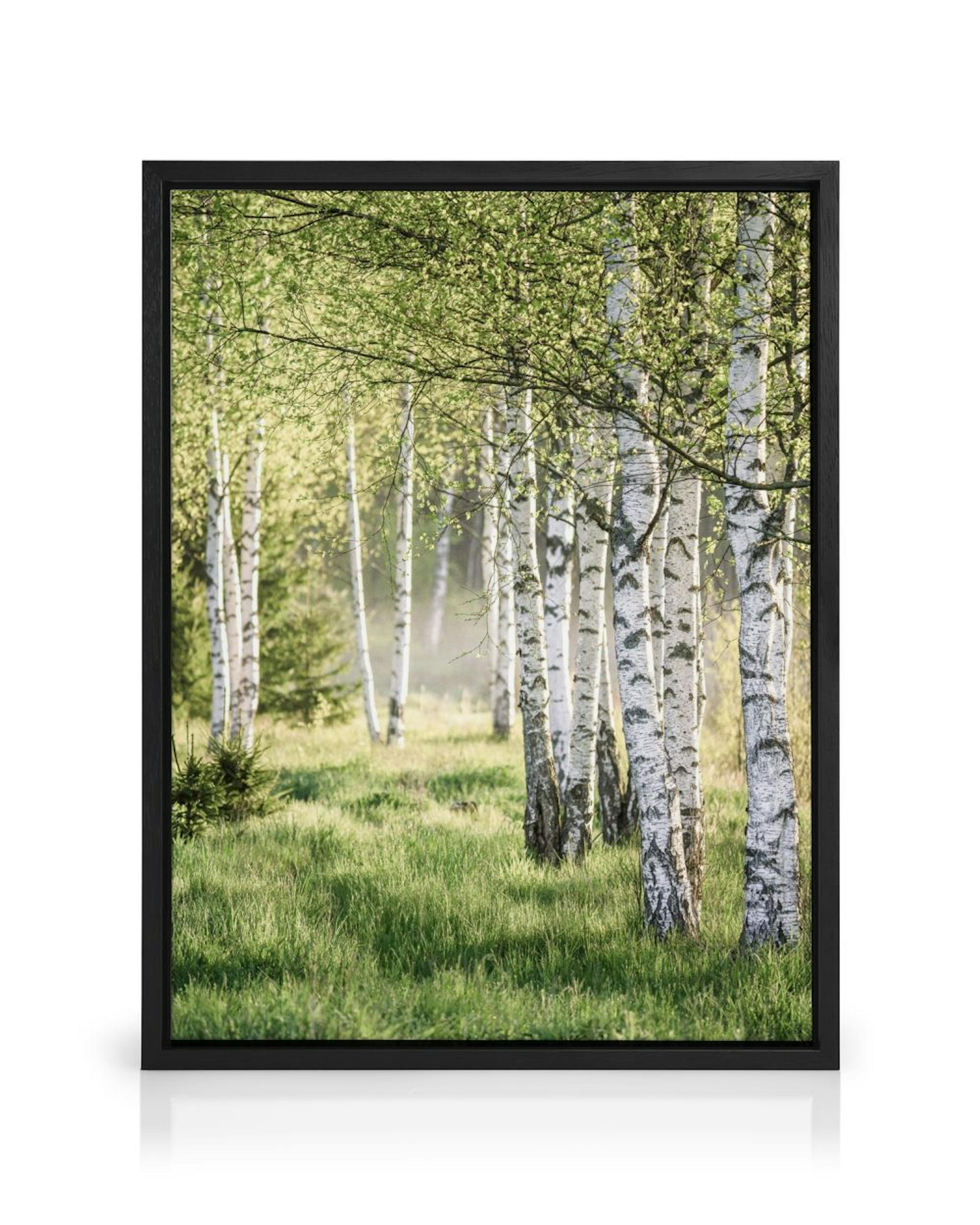A canvas showing sunlight filtering through white birch tree trunks with lush green leaves and grass.