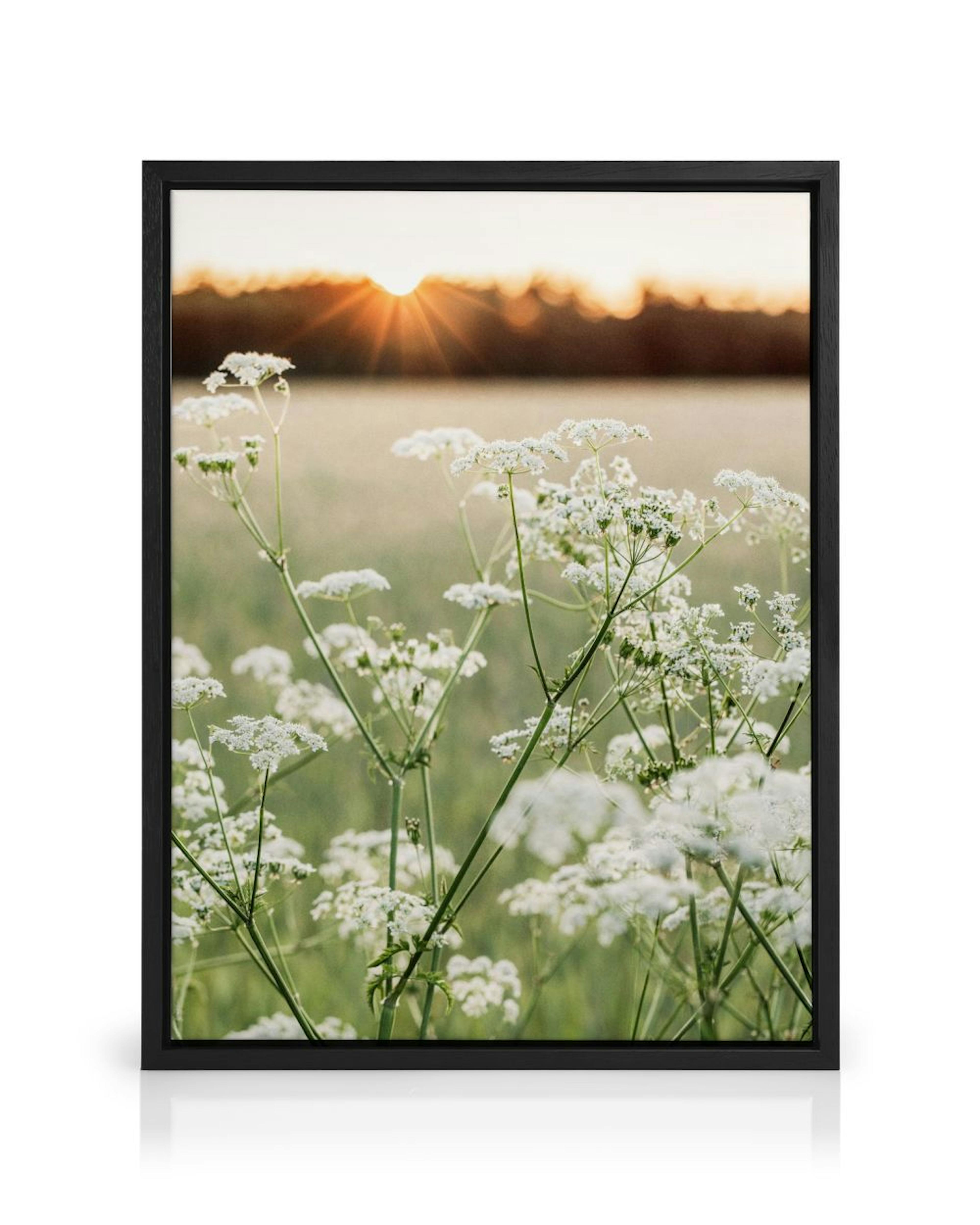 A canvas of white wildflowers in a green field with a sunset, hanging above a timber cabinet in a living room.