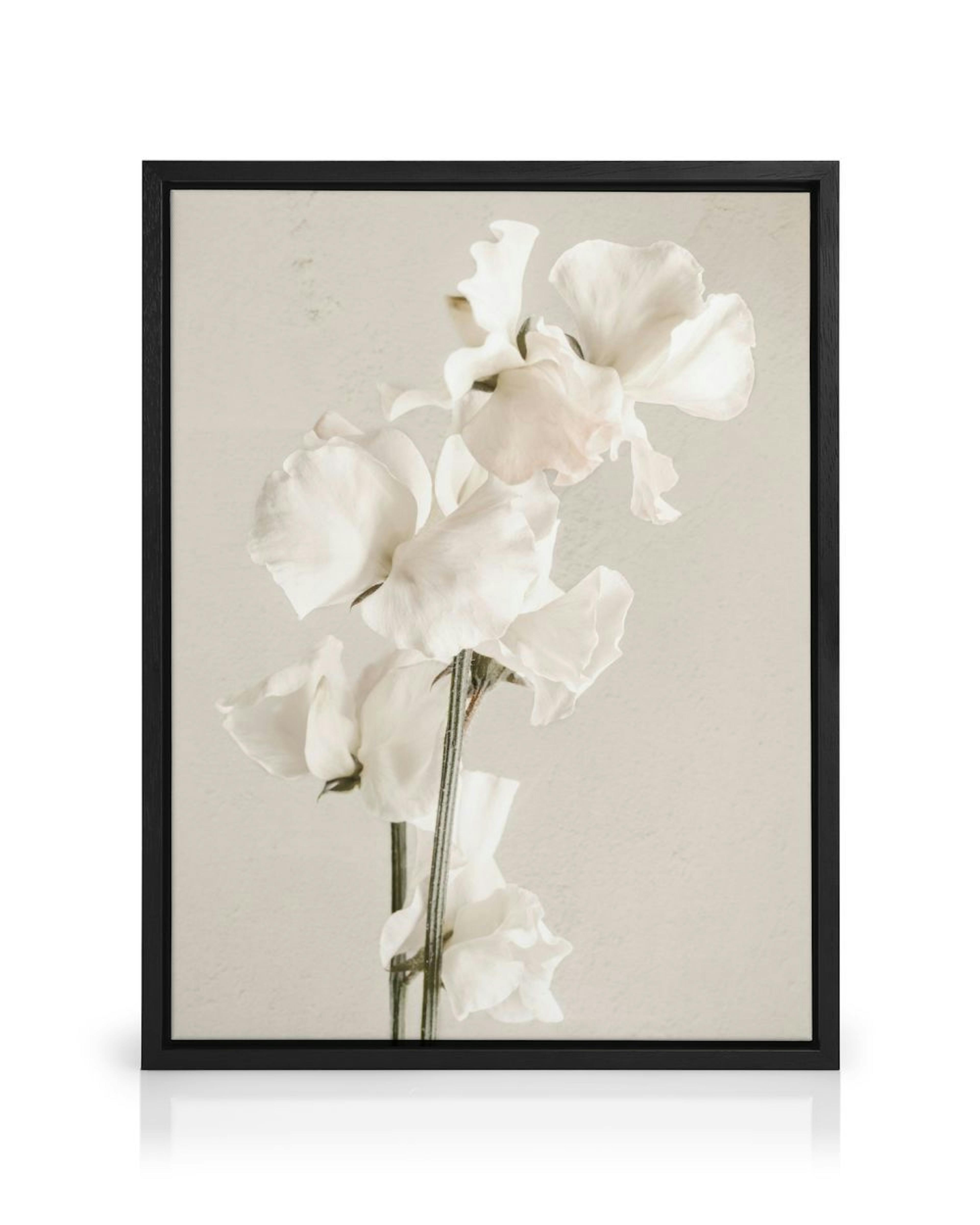 In Full Bloom Canvas print thumbnail
