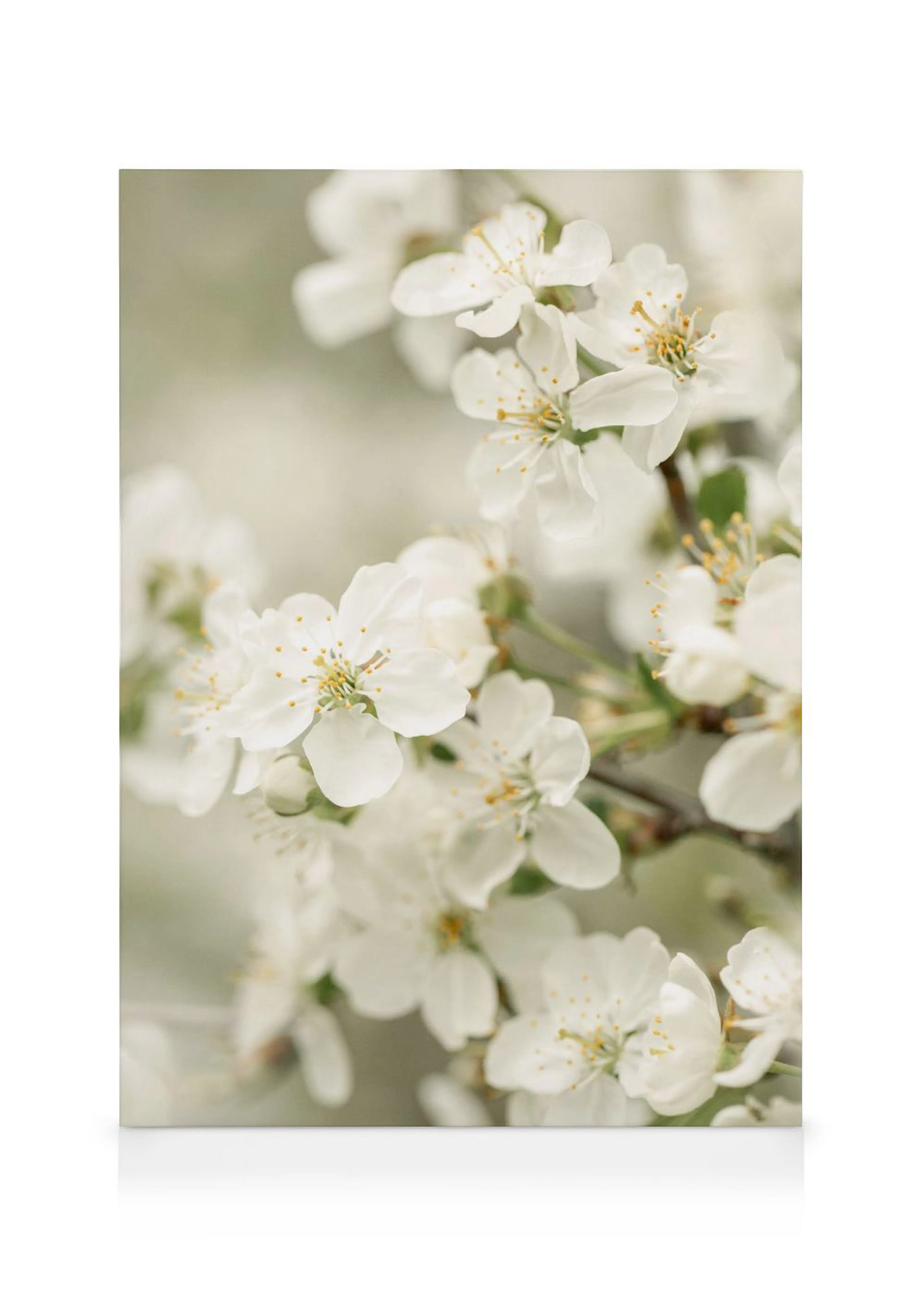 Toile florale avec des fleurs de cerisier blanches et leurs étamines jaunes sur un fond clair et doux.