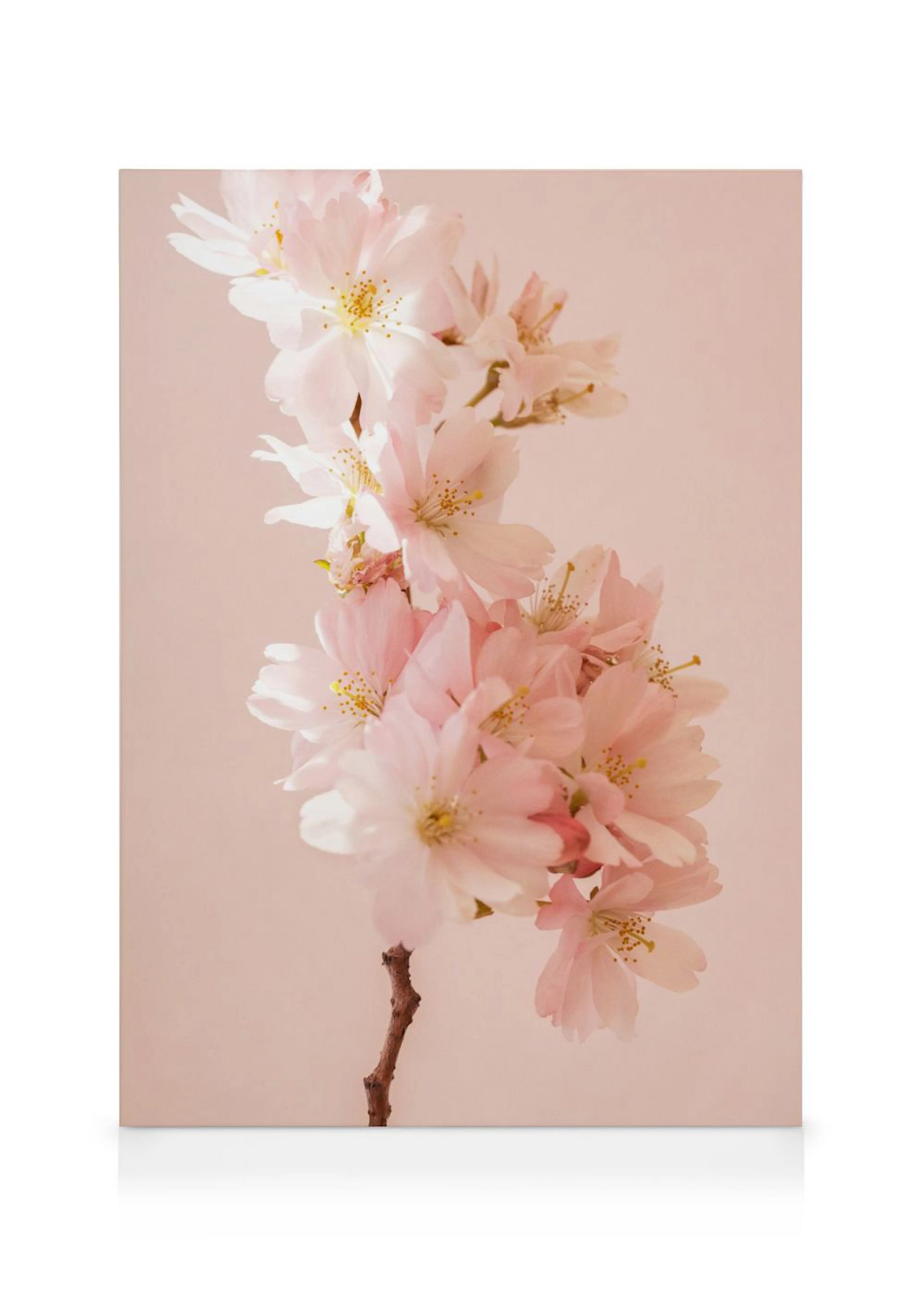 Leinwandbild mit einem zarten Zweig rosa Kirschblüten vor einem hellrosa Hintergrund, ideal für Frühlingsdekoration.