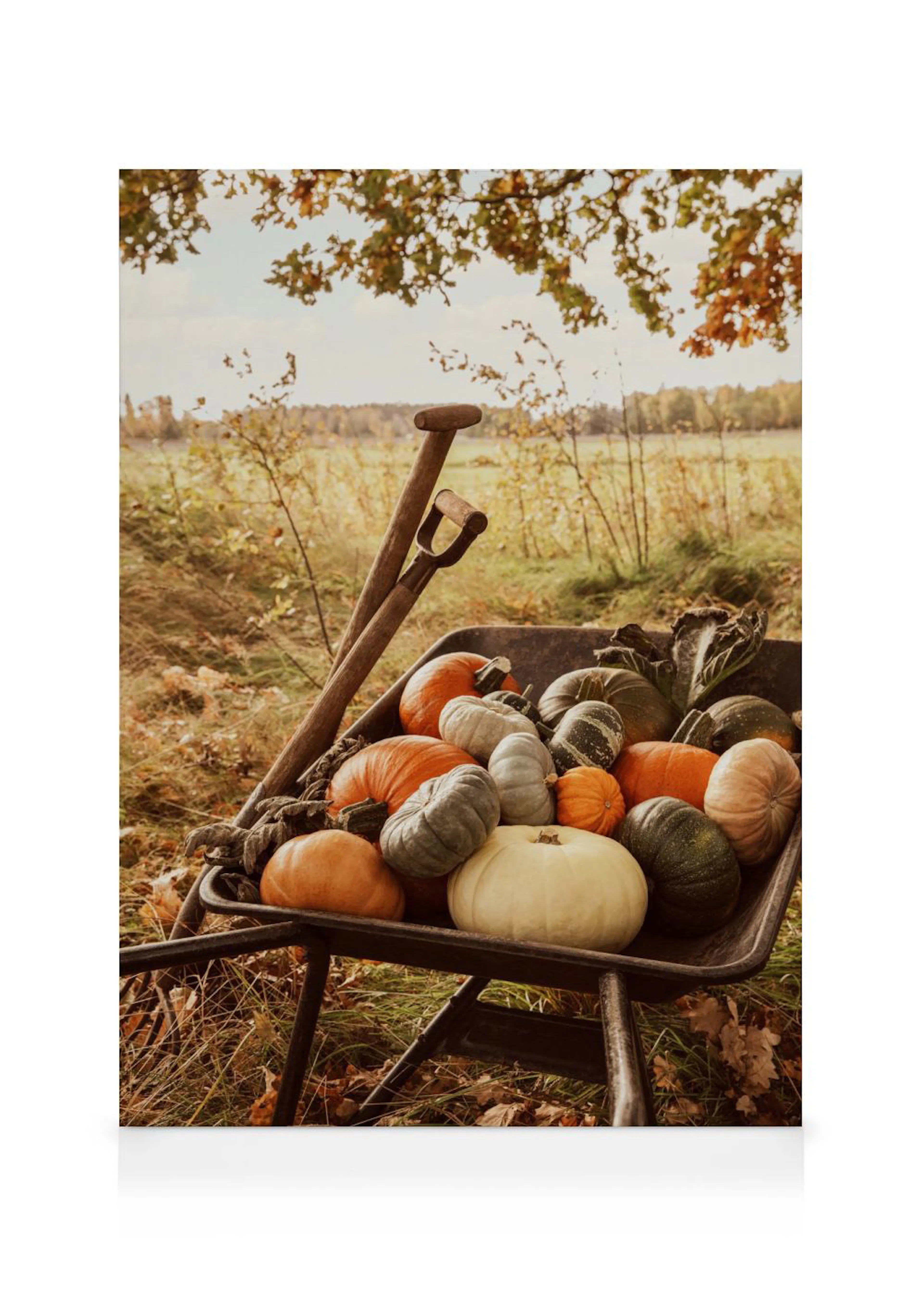 Leinwandbild mit Kürbissen und Zierkürbissen in verschiedenen Farben und Formen, die in einer Schubkarre auf einem Feld liegen.