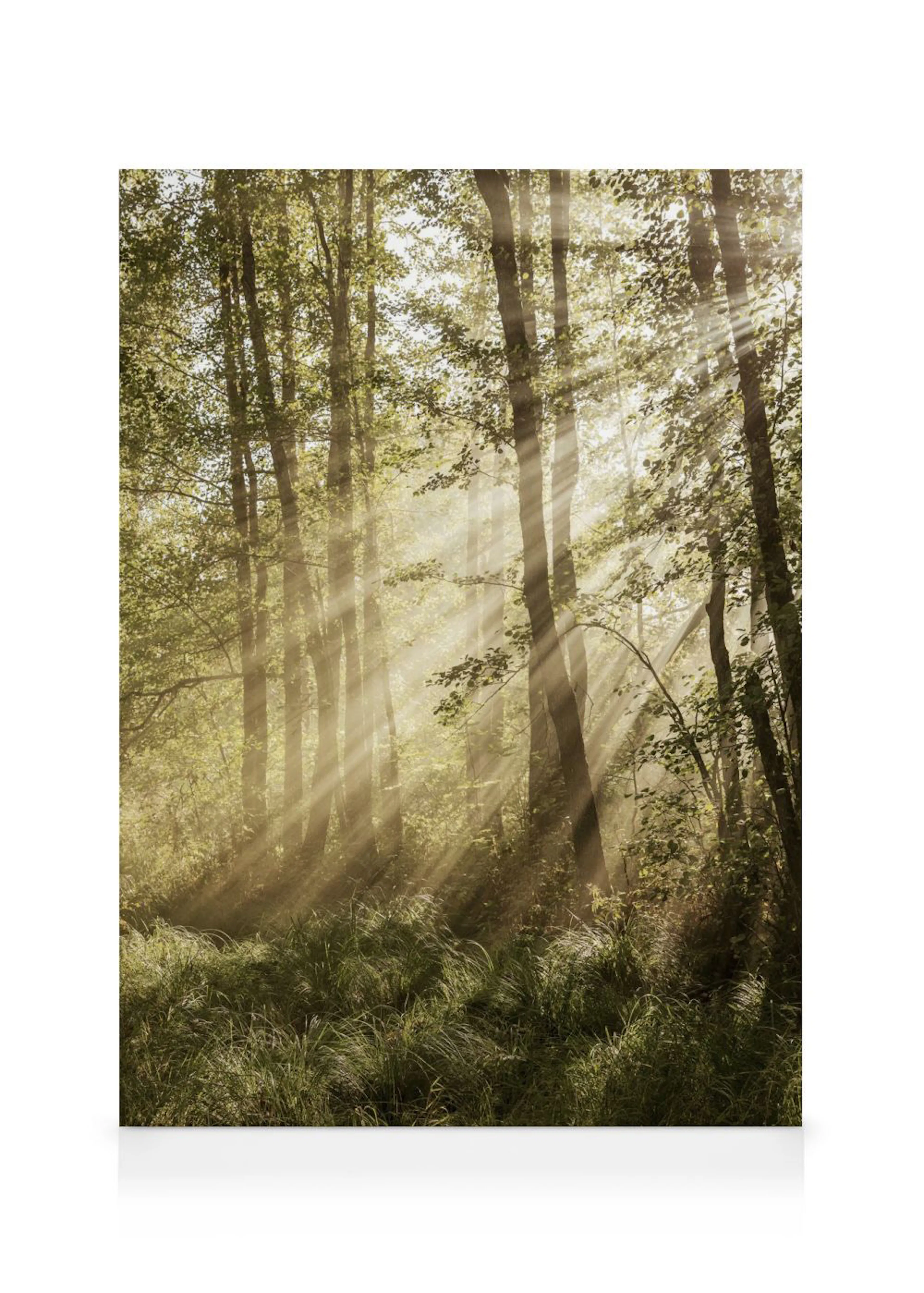 Toile dune forêt baignée de lumière avec des rayons de soleil traversant le feuillage et lherbe verte.