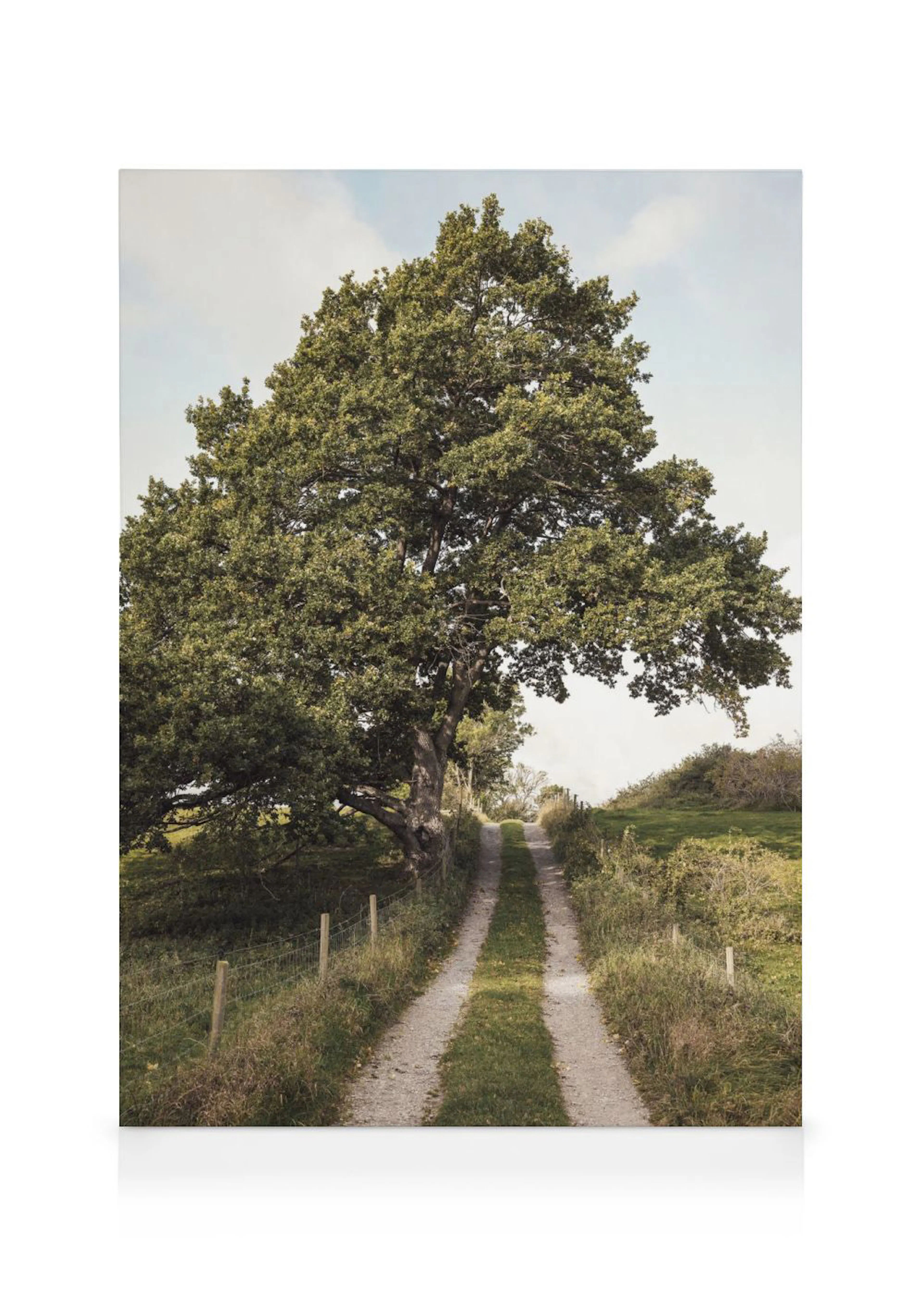 A canvas showing a country dirt road passing under a large, leafy tree with a light sky above.