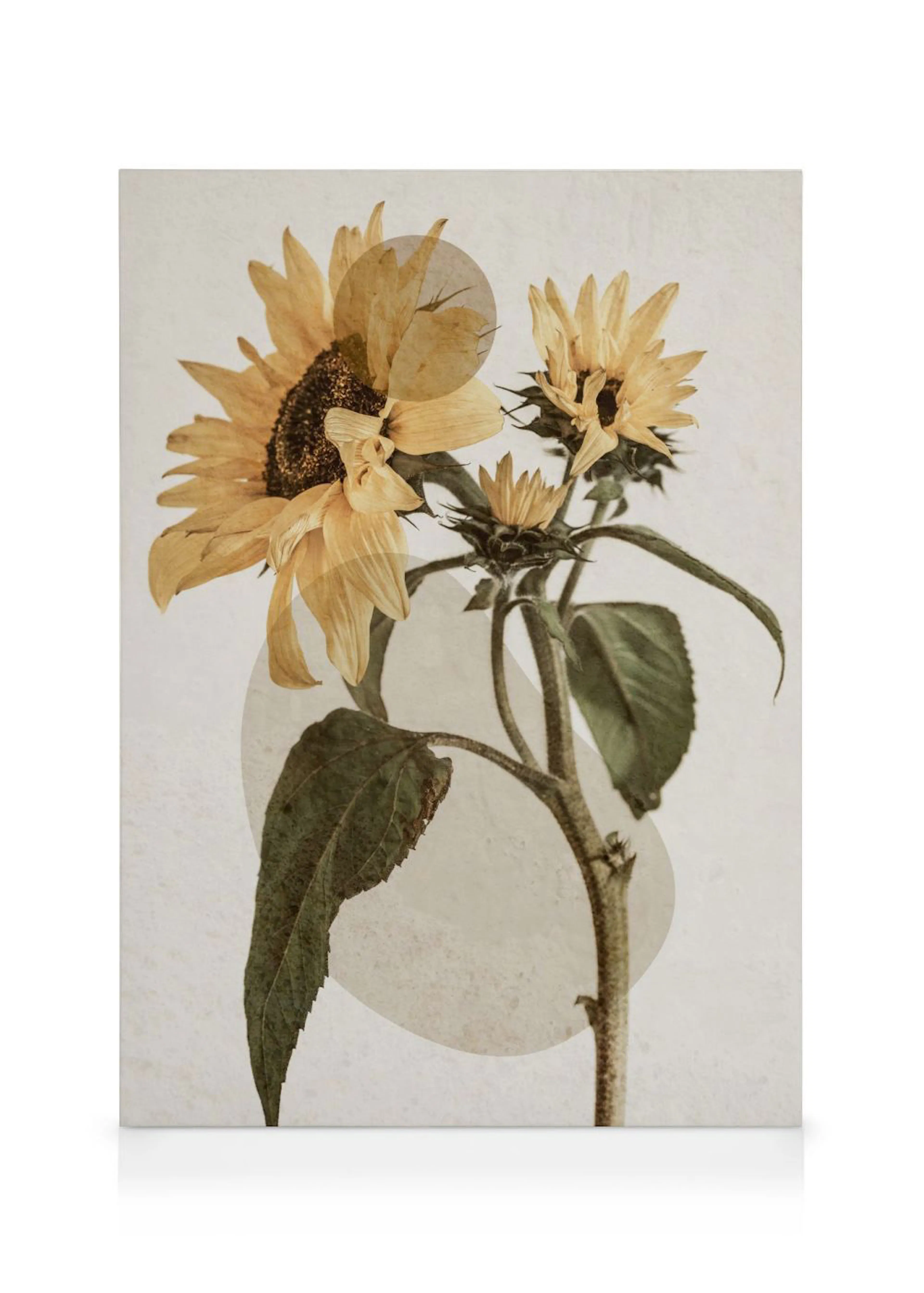 Toile florale dun tournesol jaune orangé et de ses bourgeons sur fond beige avec formes abstraites.