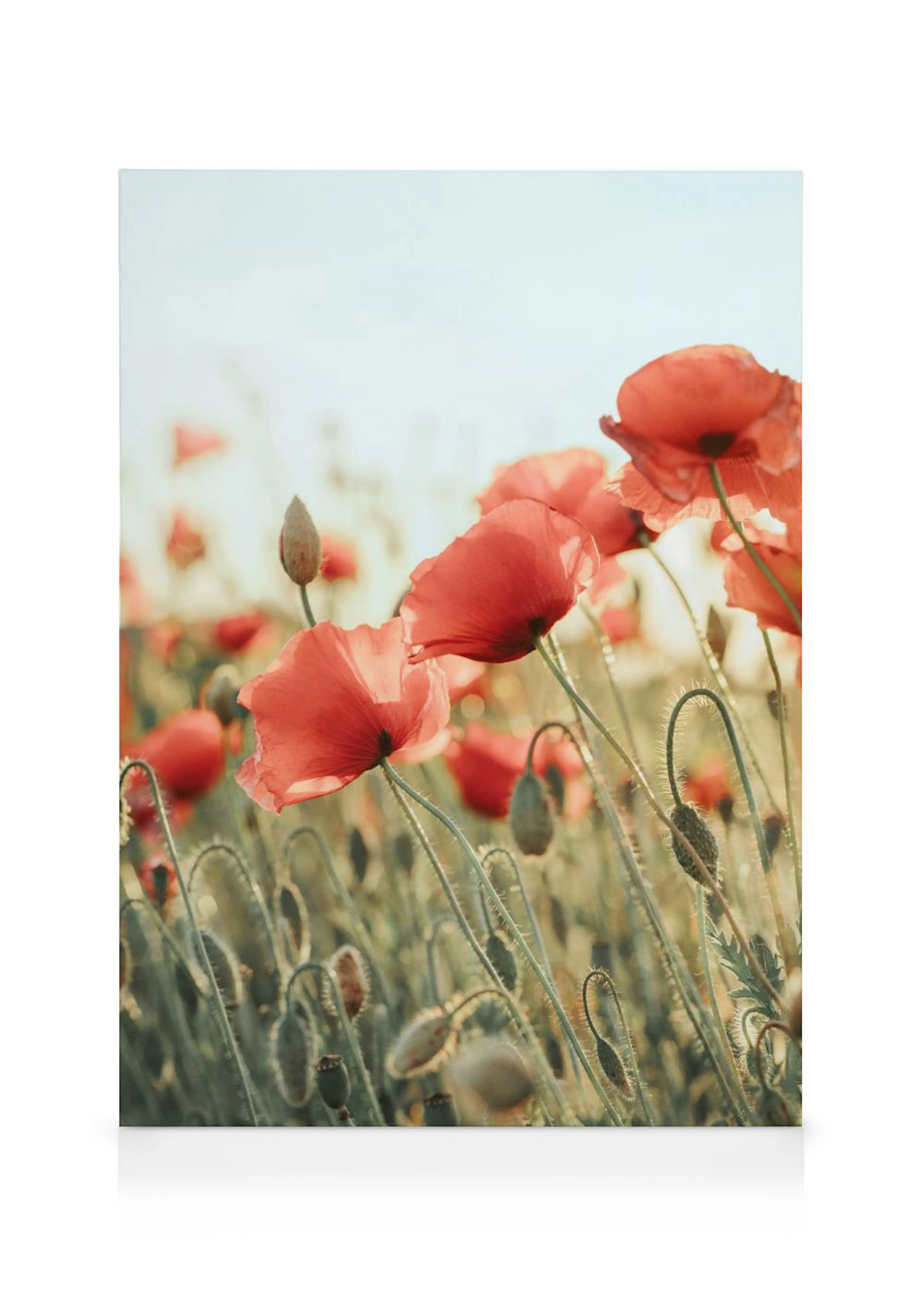 Toile dun champ de coquelicots rouges et de bourgeons à la lumière du soleil couchant.