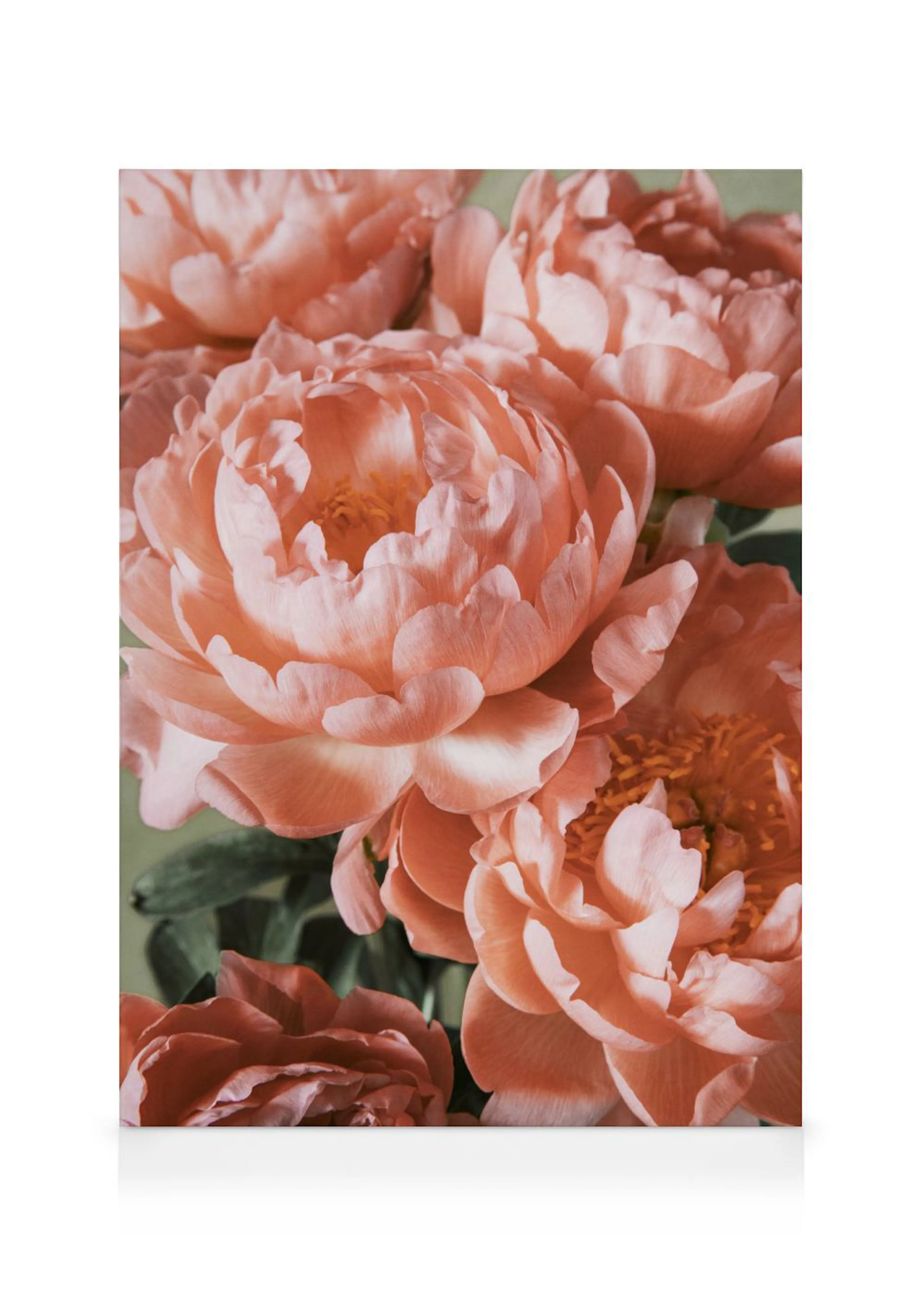 A canvas displaying a close-up of vibrant coral pink peonies with lush petals and green leaves.