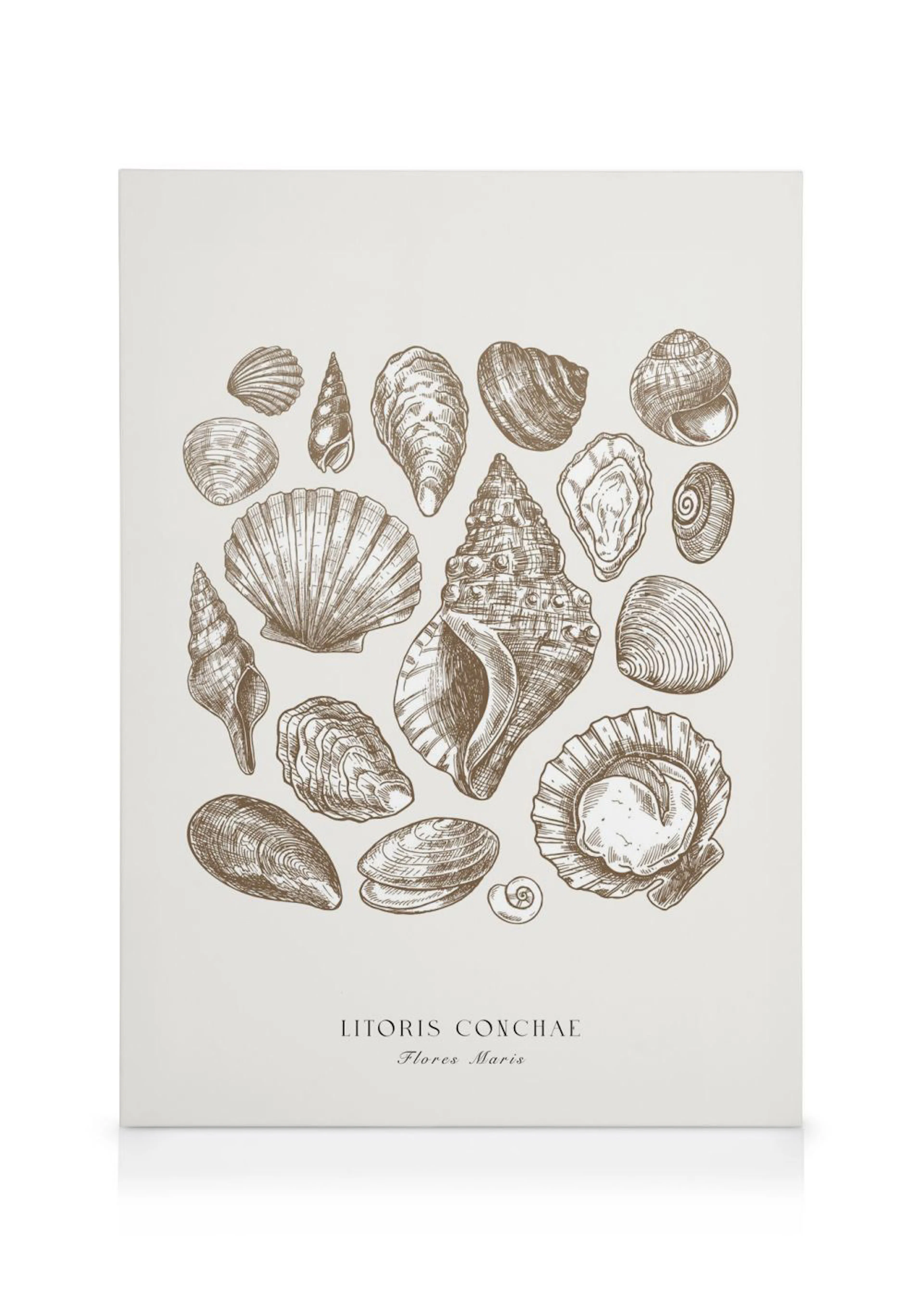 Un lienzo con un grabado botánico de conchas marinas de diferentes formas y tamaños en tonos sepia sobre un fondo claro.