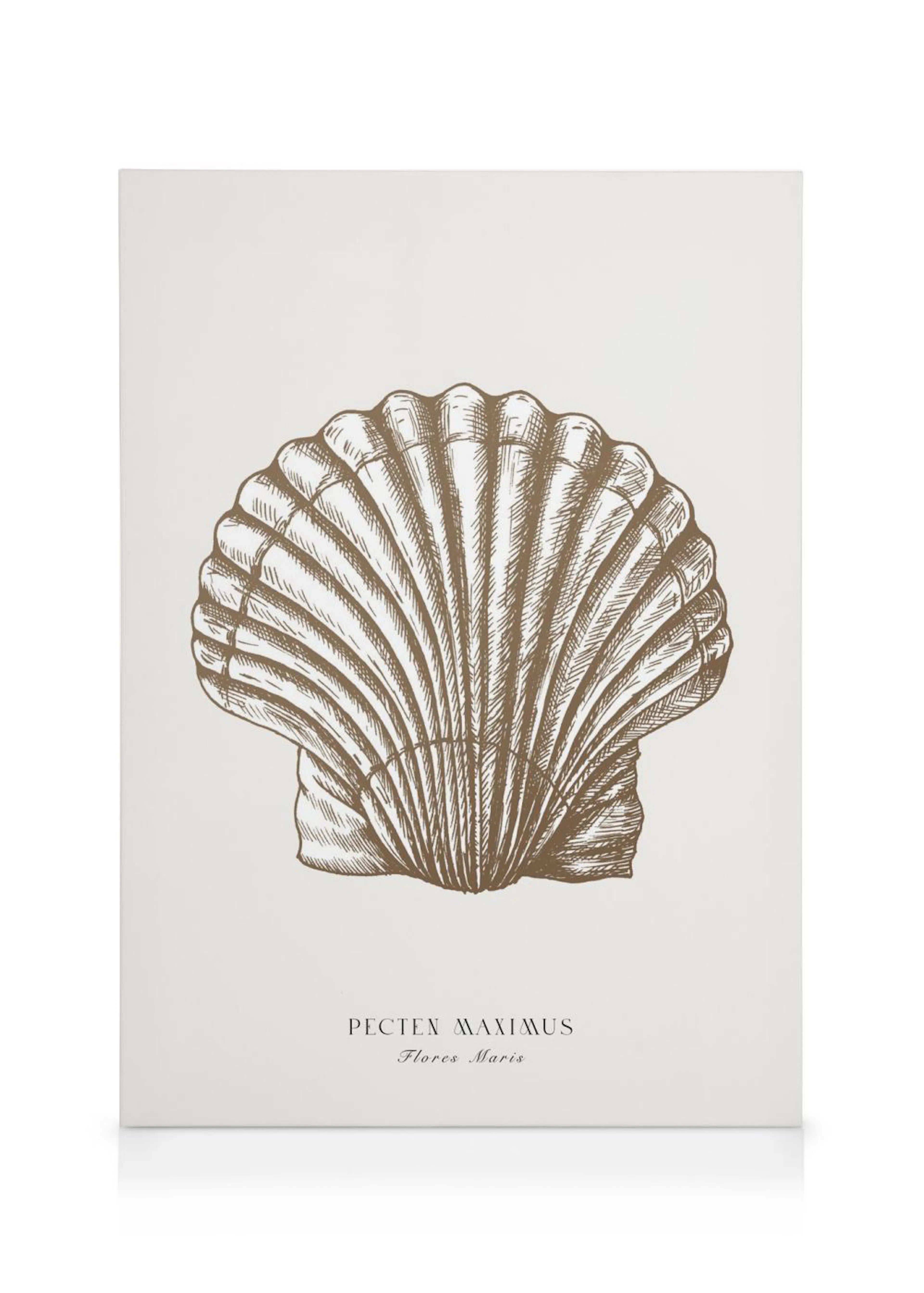 A canvas featuring a detailed sepia-toned illustration of a Pecten Maximus scallop shell on a cream background.