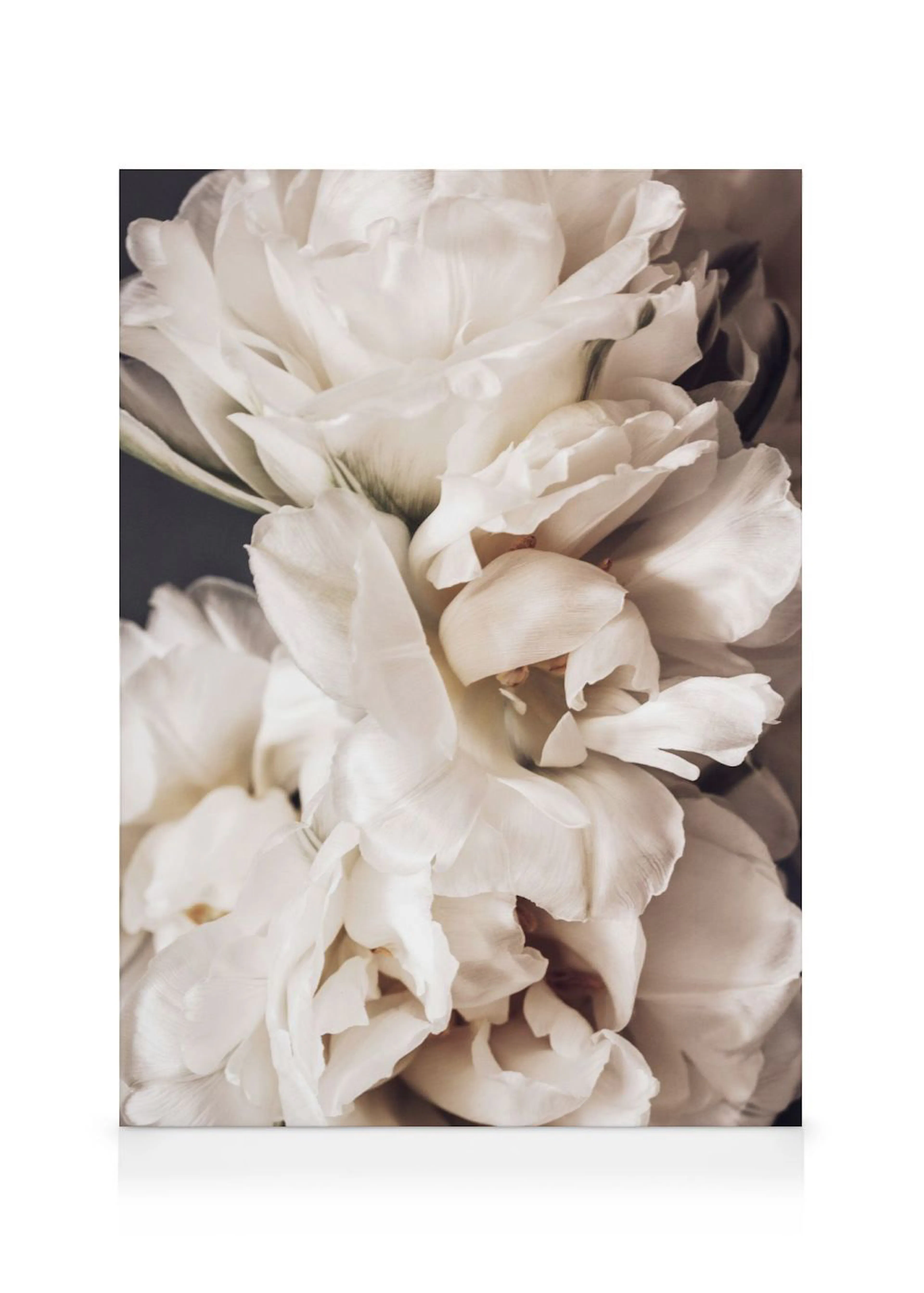 Een canvas met een close-up van weelderige, crème-witte bloemen met delicate bloemblaadjes.